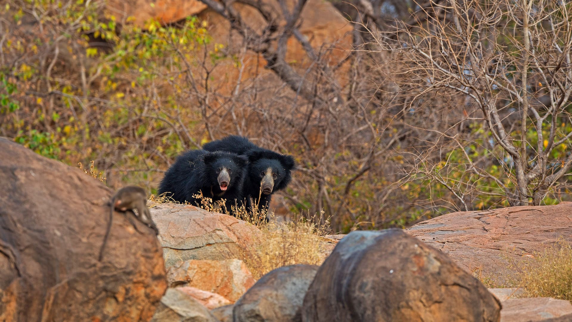 Land of Bears and Boulders: Sloth Bears of Daroji