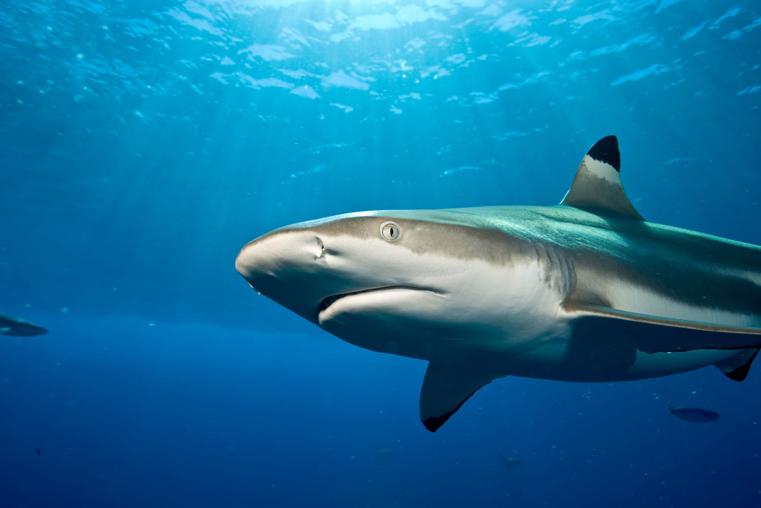 blacktip reef shark