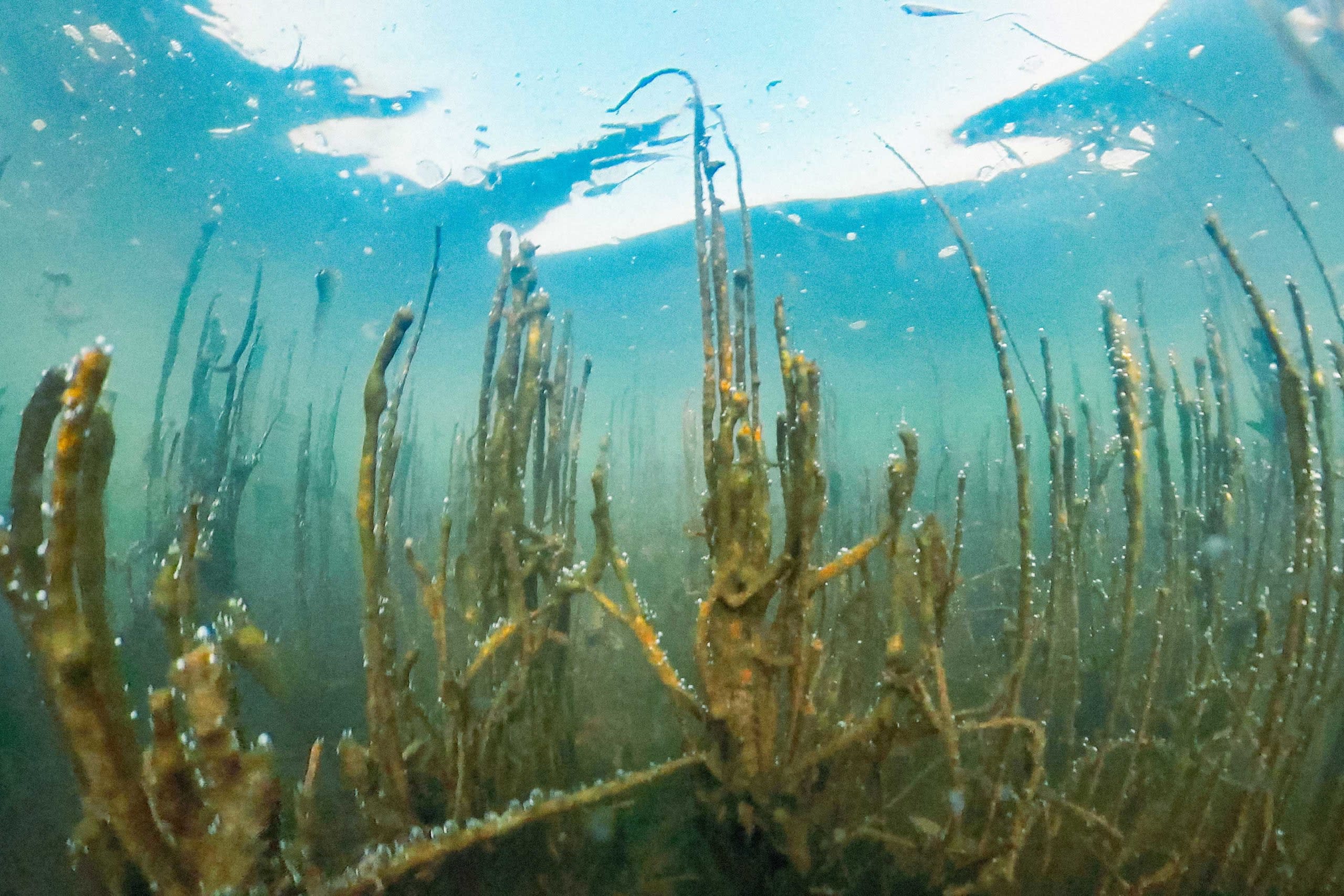 A New Underwater Meadow Along India’s East Coast
