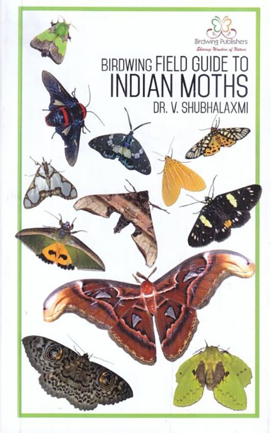 A 101 to Moth Watching