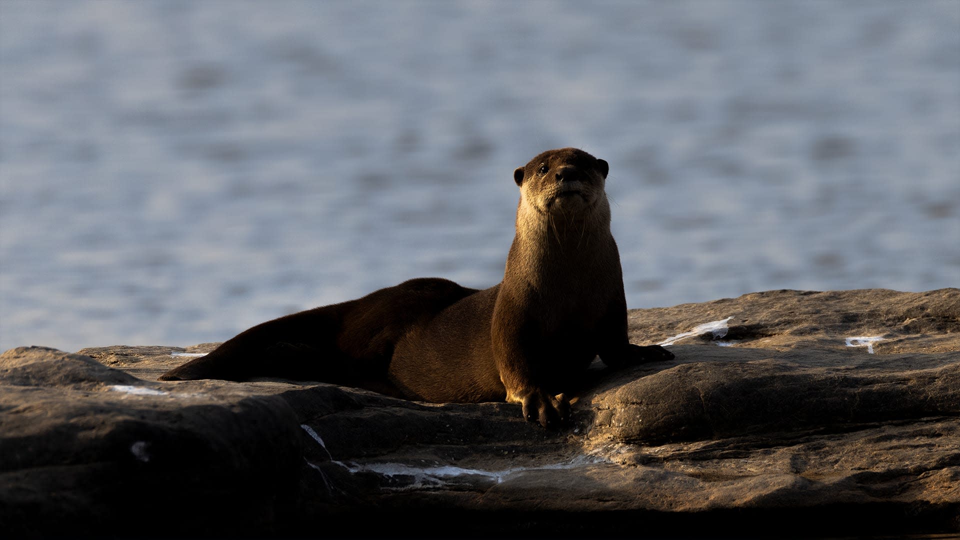 The Otters of Chambal: Tale of a Fish Heist