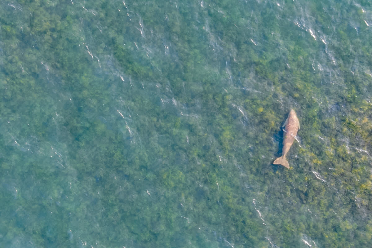 Drones Give Wildlife Conservation an Added Edge