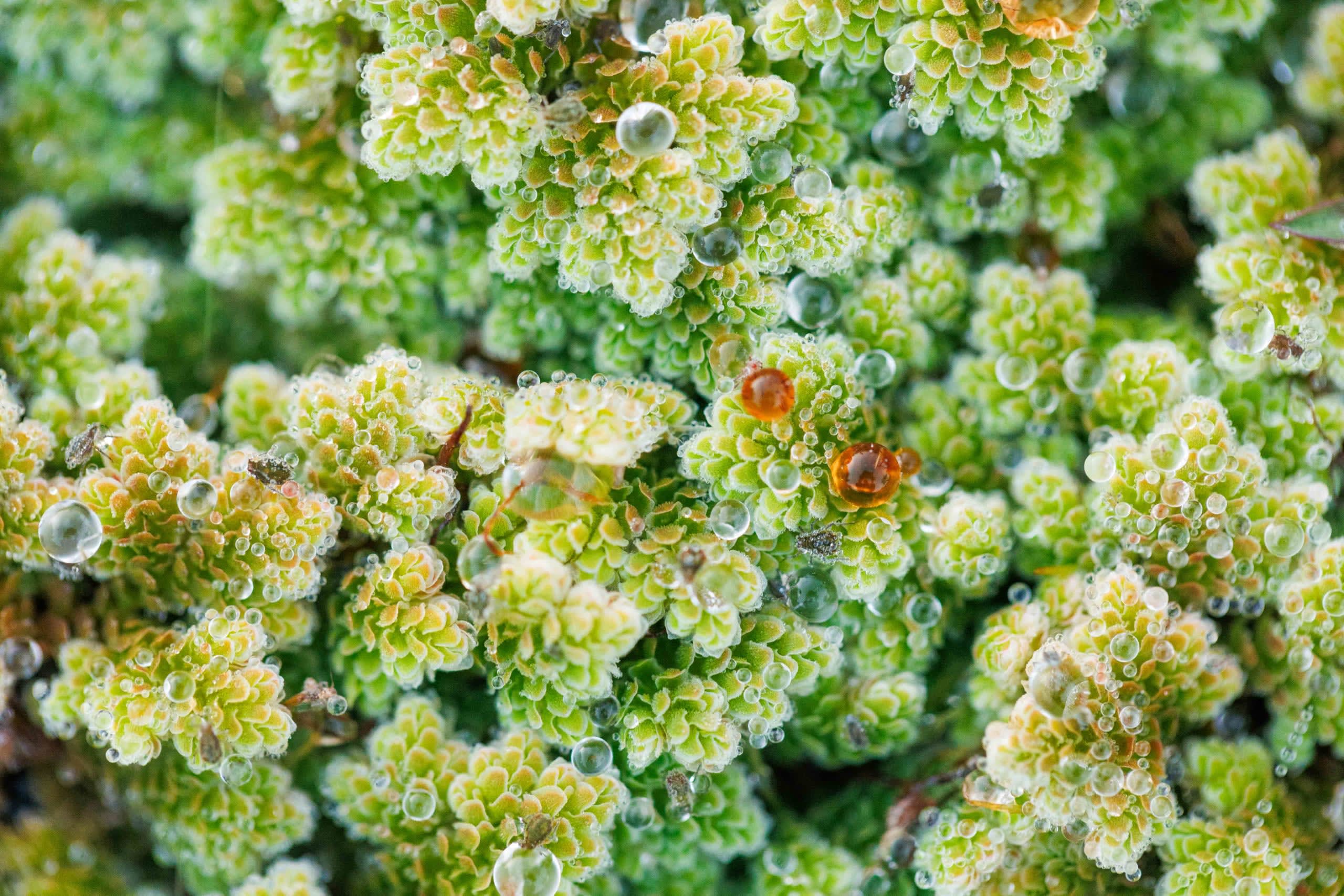 algae 