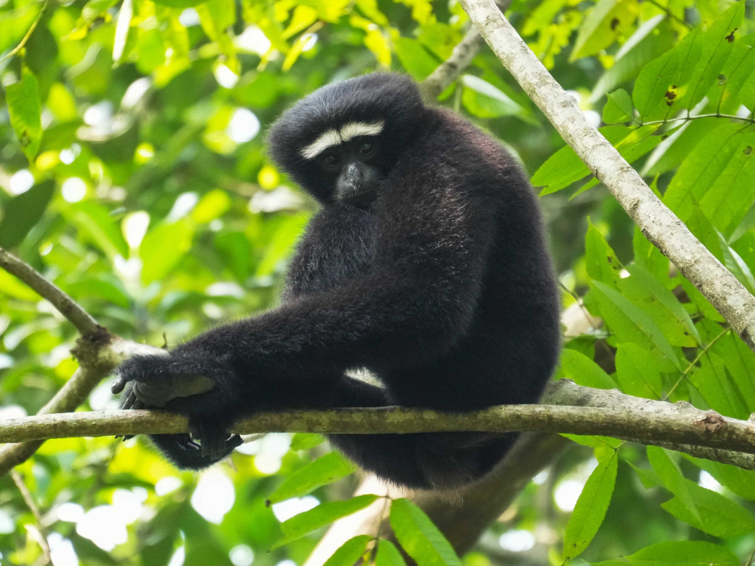 hoolock gibbon