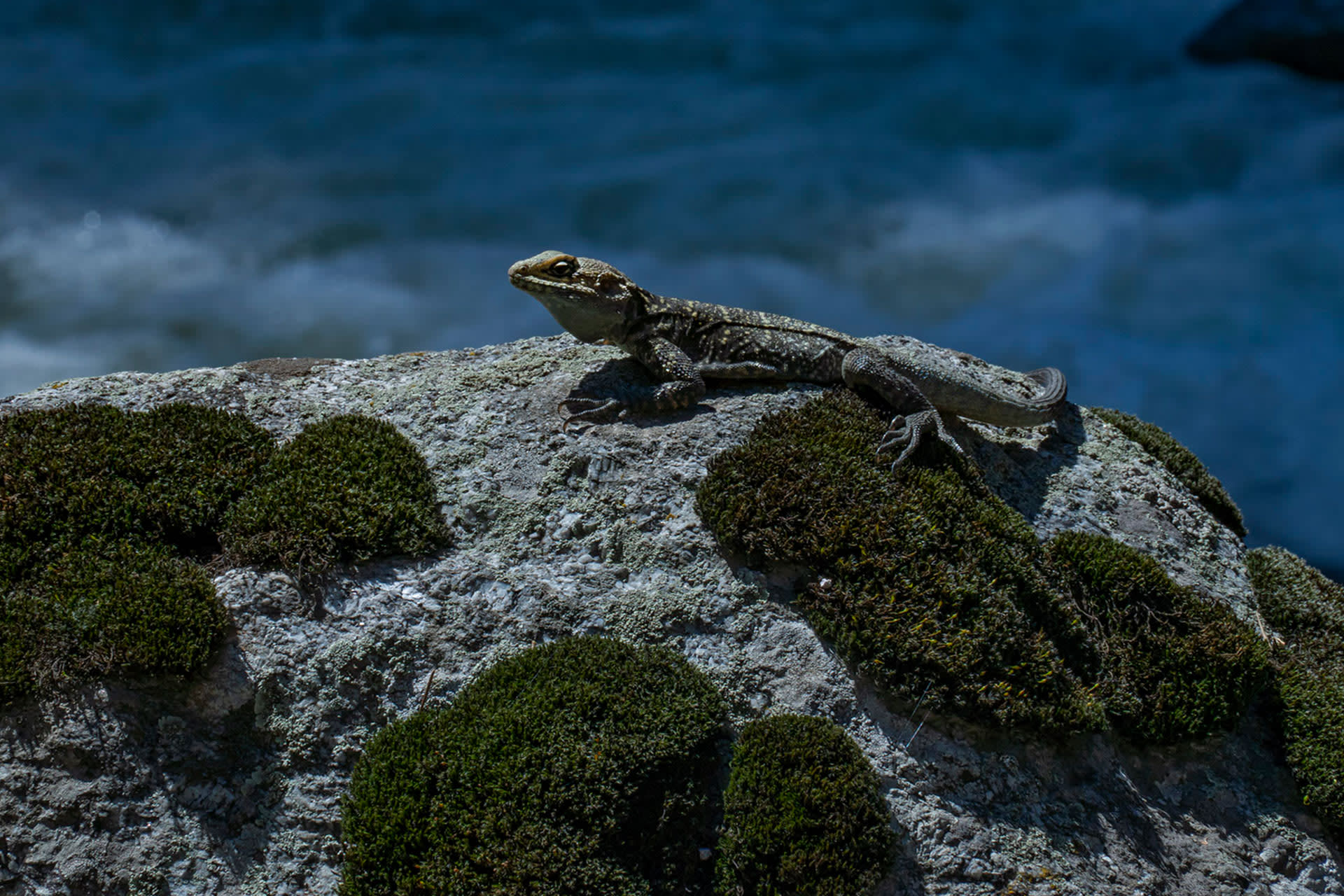 Kashmir rock agama