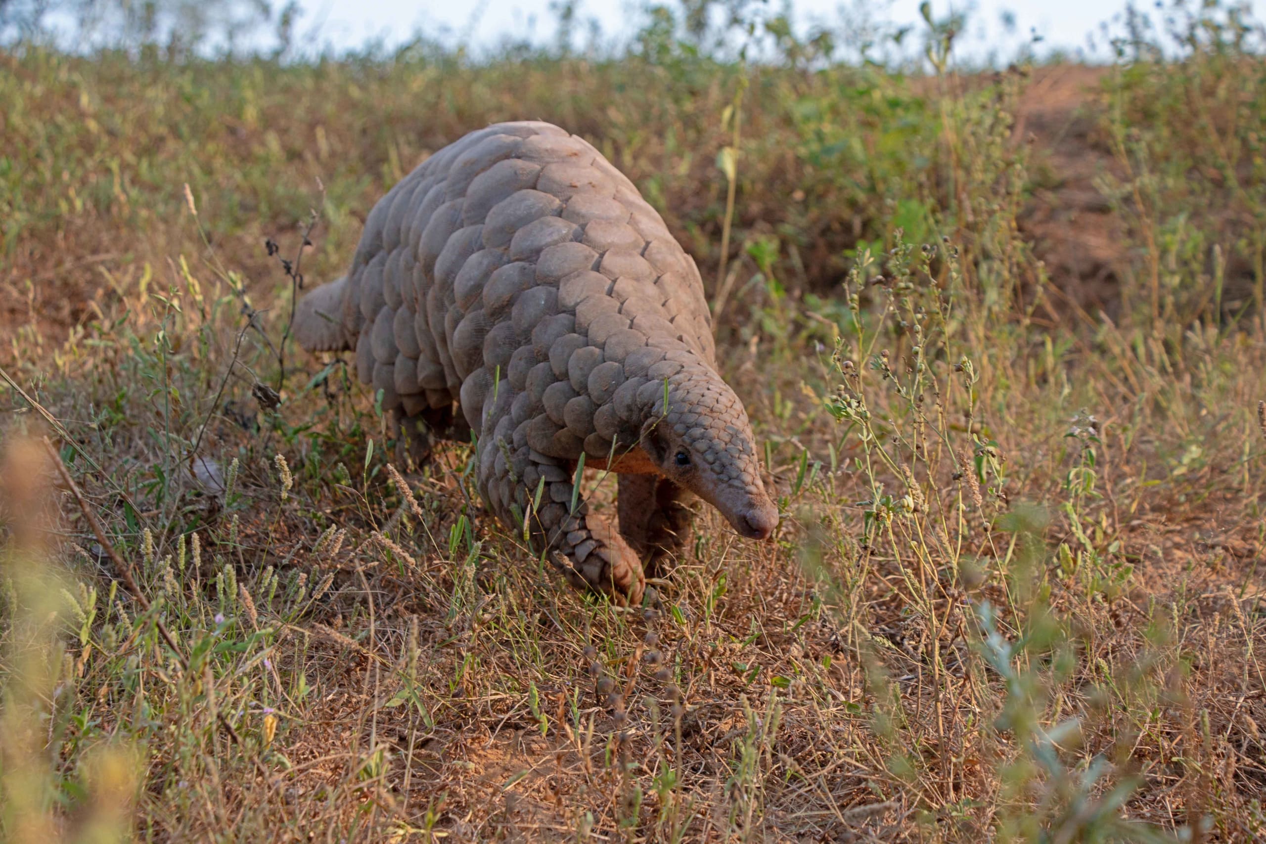 Illegal Trafficking: What it Takes to Rescue Pangolins
