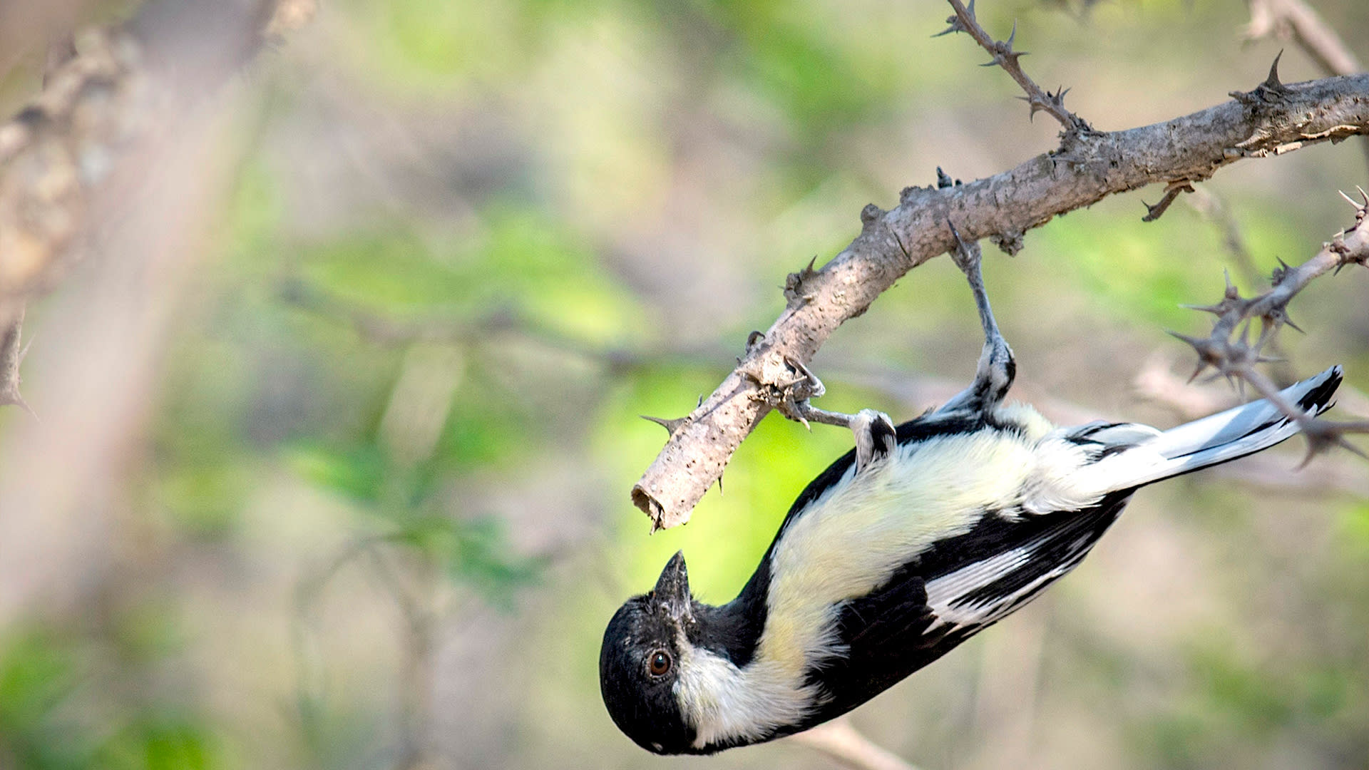 The Vanishing White-naped Tit of the Aravallis
