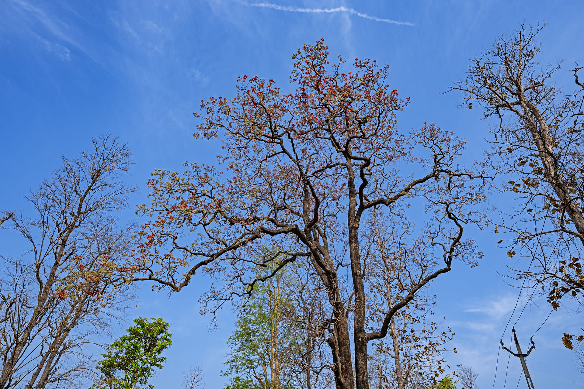 Mahua: The Magic Tree of Life