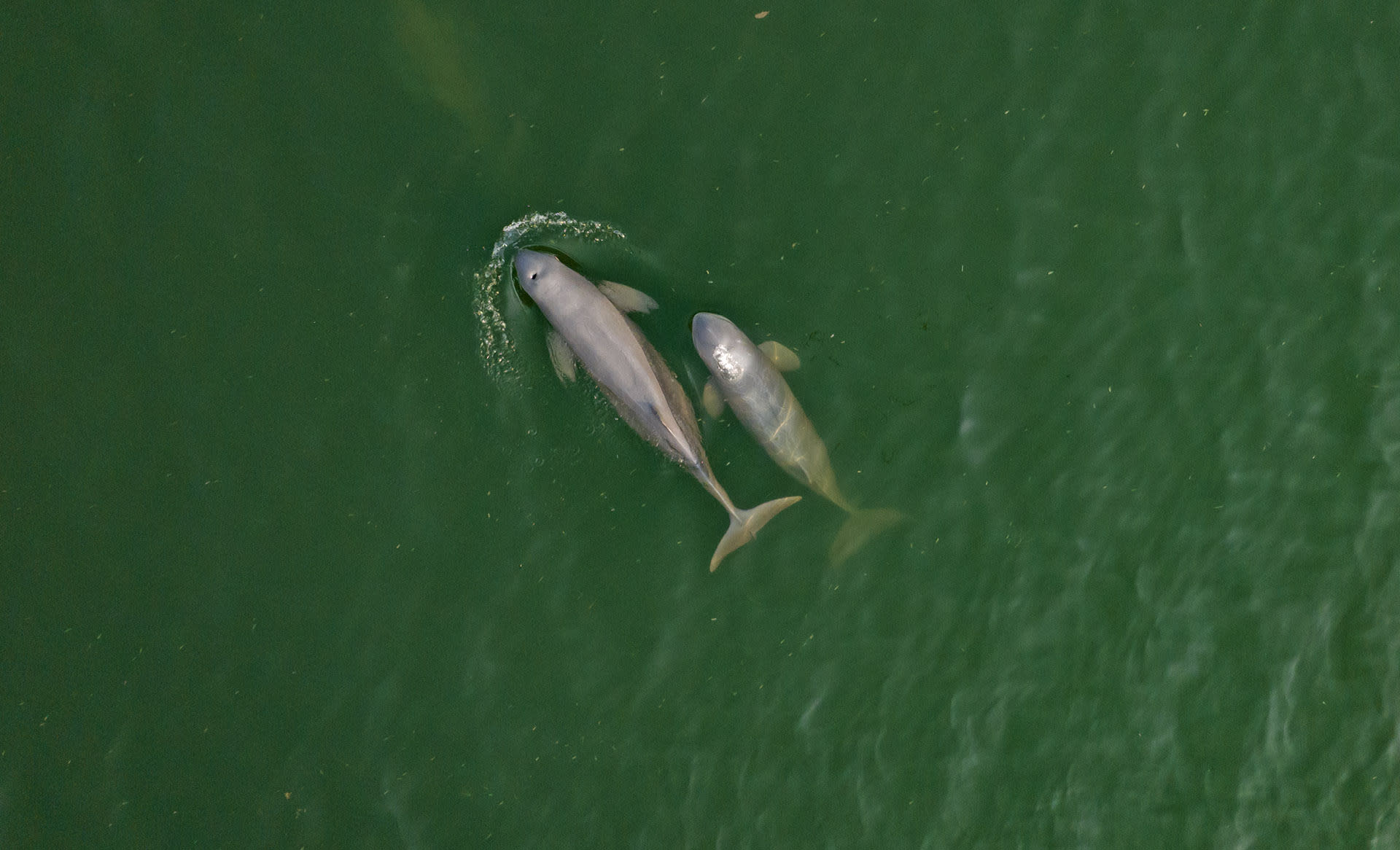 Net Gains: How Irrawaddy Dolphins Fish in Chilika
