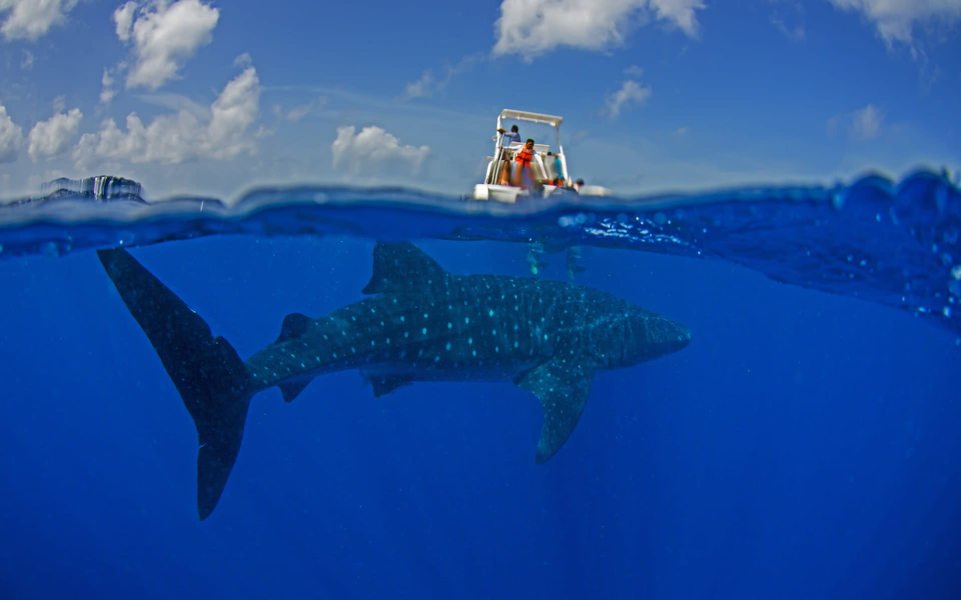 A Fisher's Guide to Conservation: Three Part Series