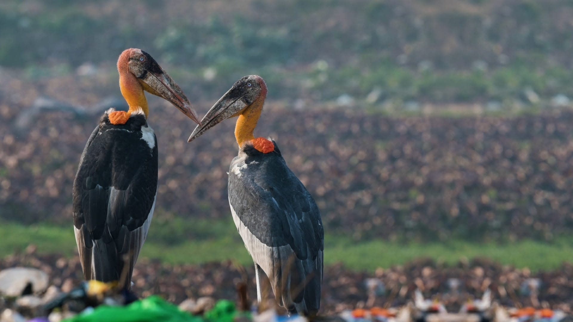 The Grotesque Elegance of the Greater Adjutant