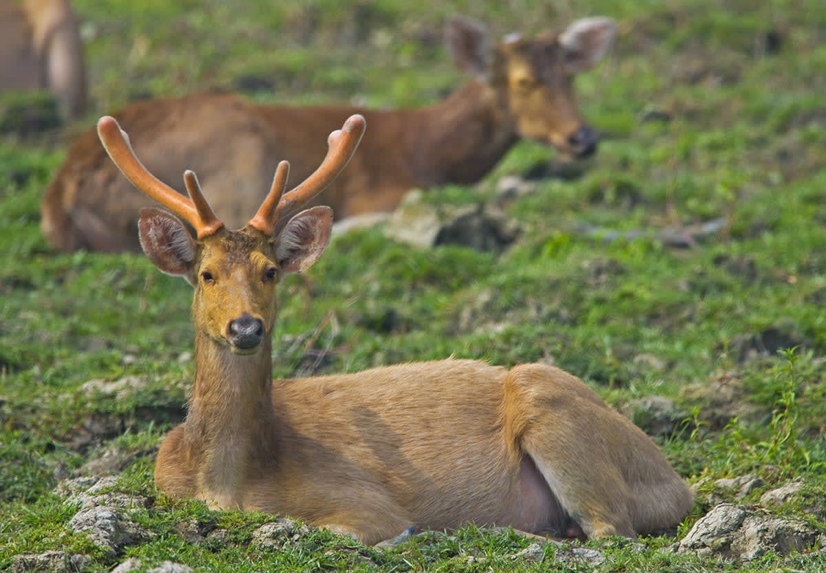 Stag Party: The Eastern Swamp Deer’s Bachelor Life