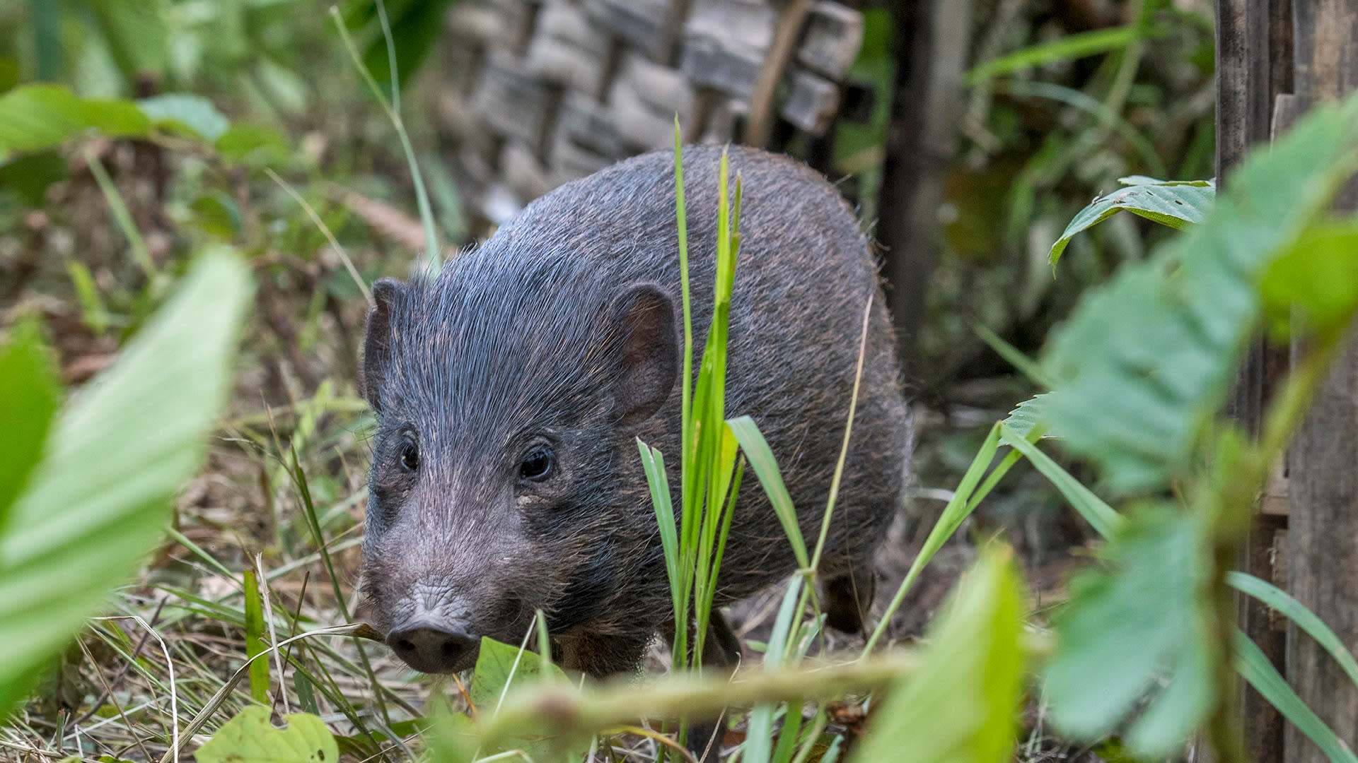 The Smallest Pigs In the World Have the Best Homemaking Tips