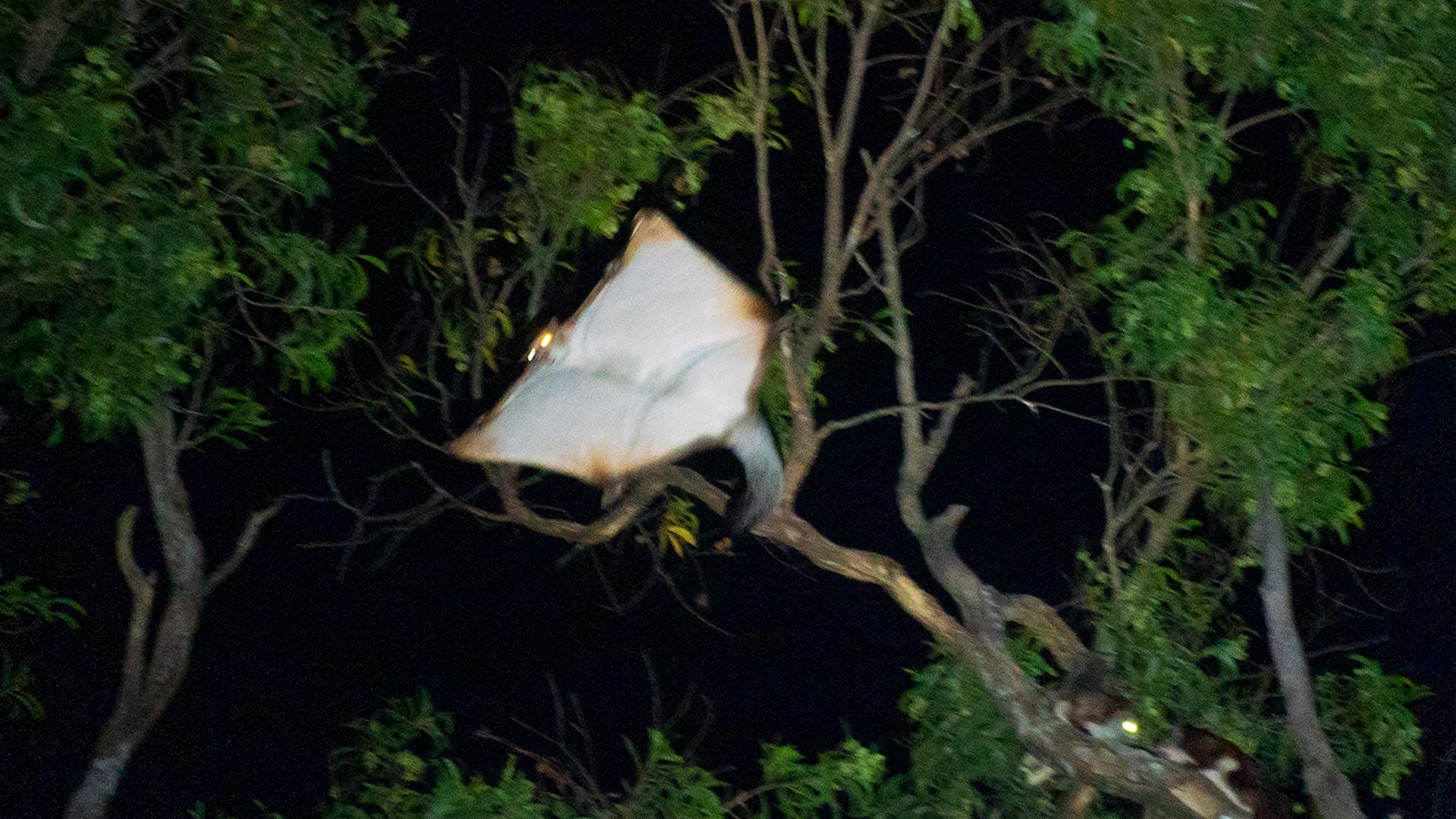Red Giant Gliding Squirrel: The Late-Night Paratrooper of Namdapha