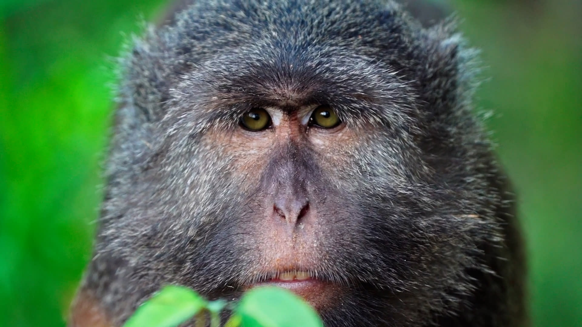 The Nicobar Long-tailed Macaque and its Fight for a Home