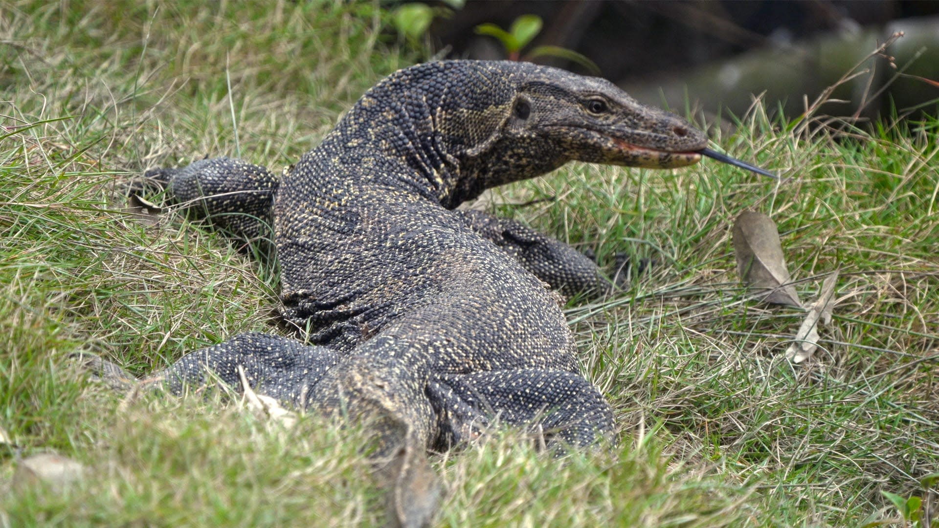 Water Monitor: Everyday life of a Misunderstood Dragon