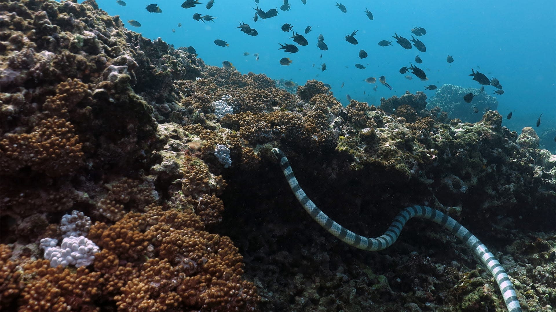 Between Land and Water: The Dual Life of a Sea Krait