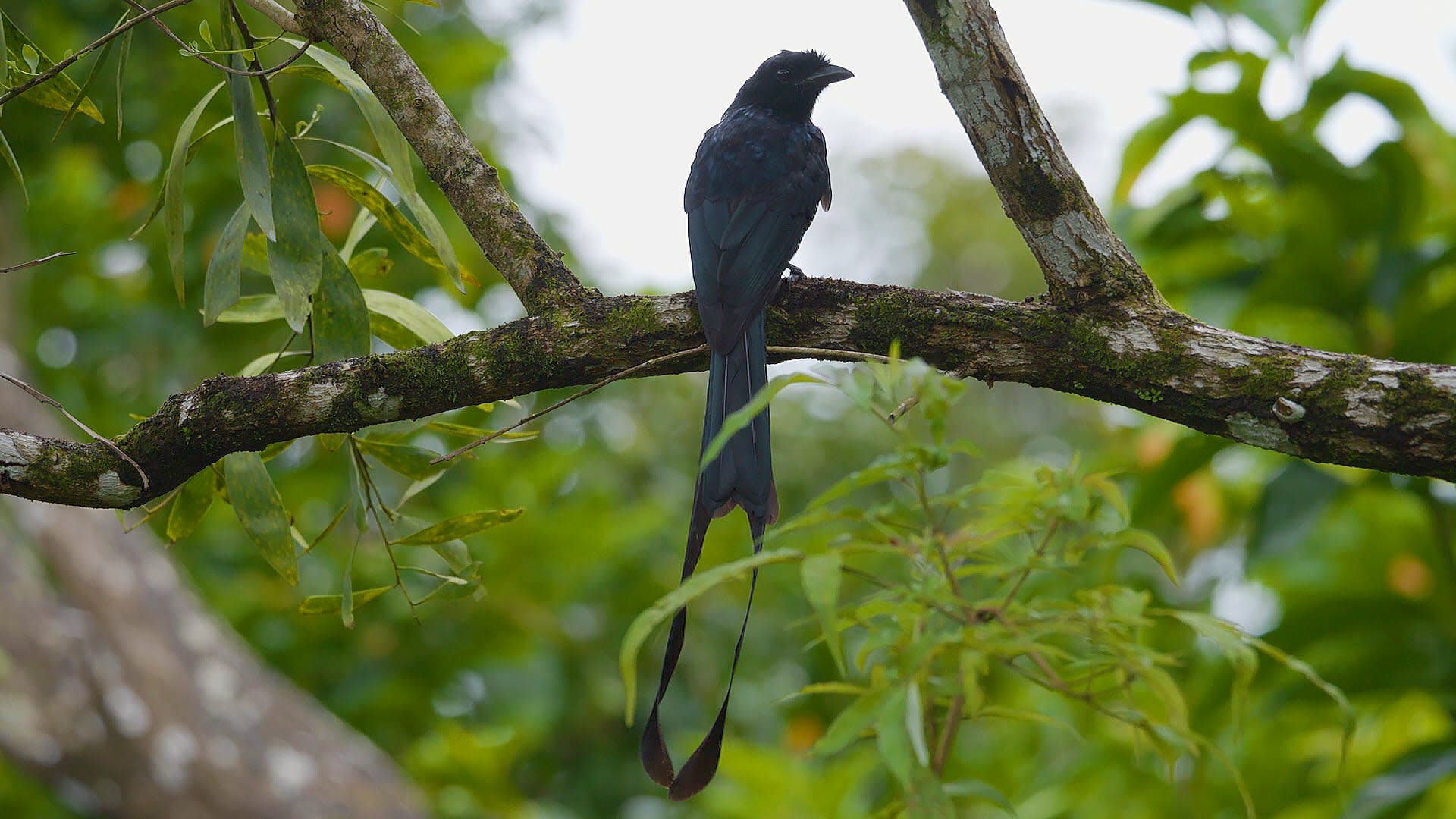 Greater Racket-tailed Drongo: The Master Mimic
