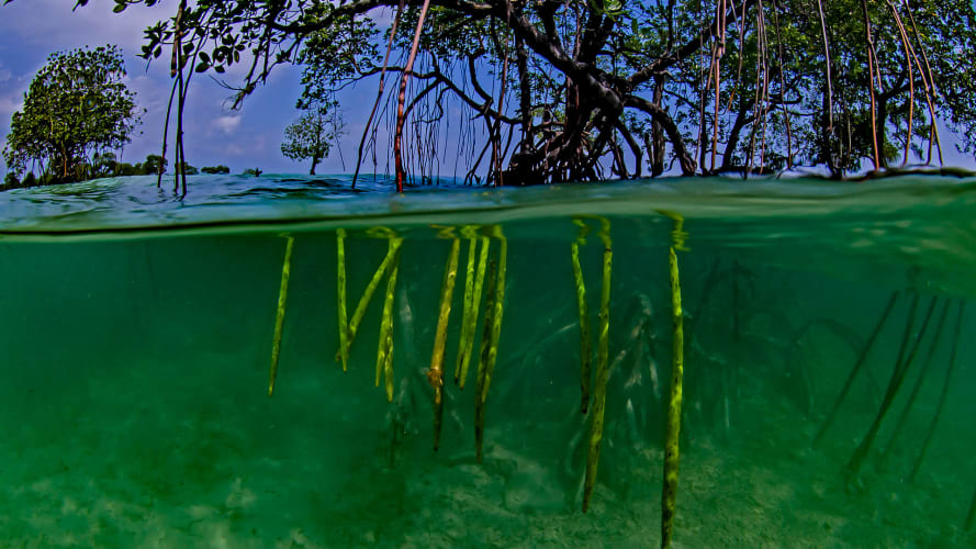 Rhizophora Mangroves: Sentinels of our coast
