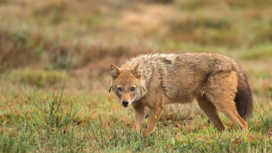 The Wild Beside Us: Golden Jackals of Kalapur