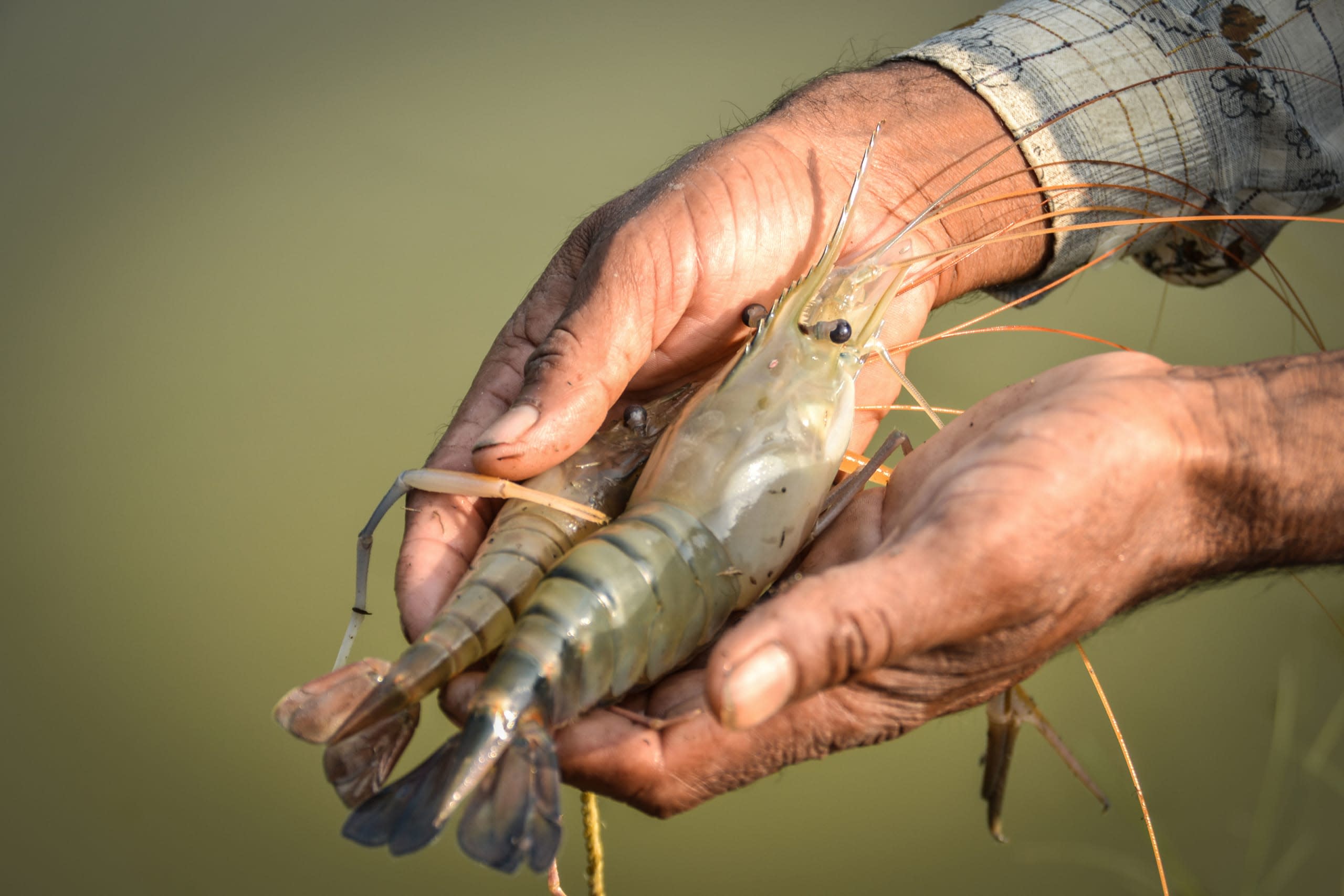 Mangrove Conservation Leaves Shrimp Farmers in a Lurch