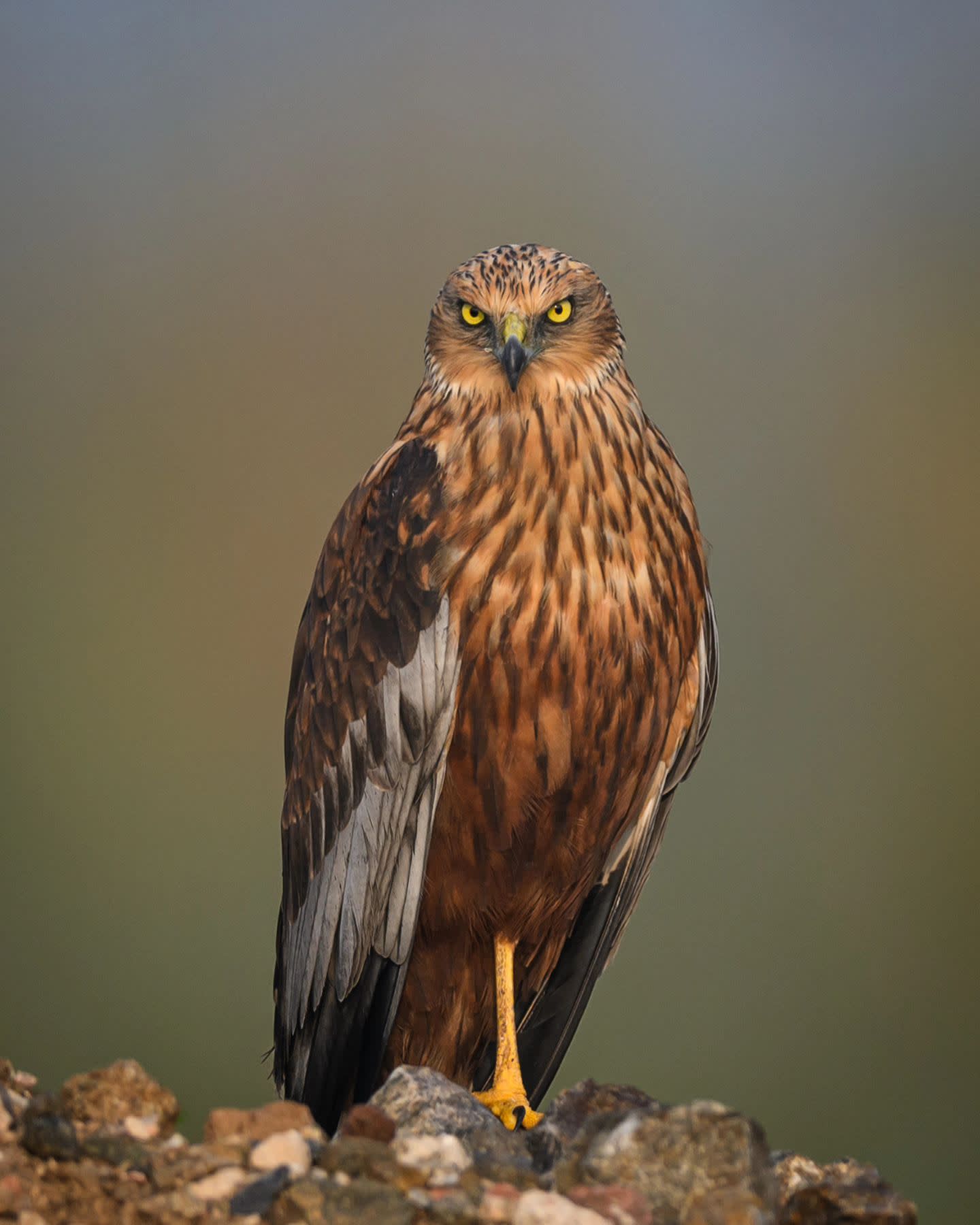 Gangsta Bird: The Western Marsh Harrier