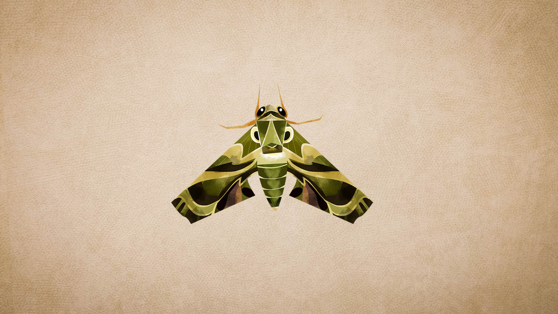 Hawkmoths: Facts, Distribution, Wingspan