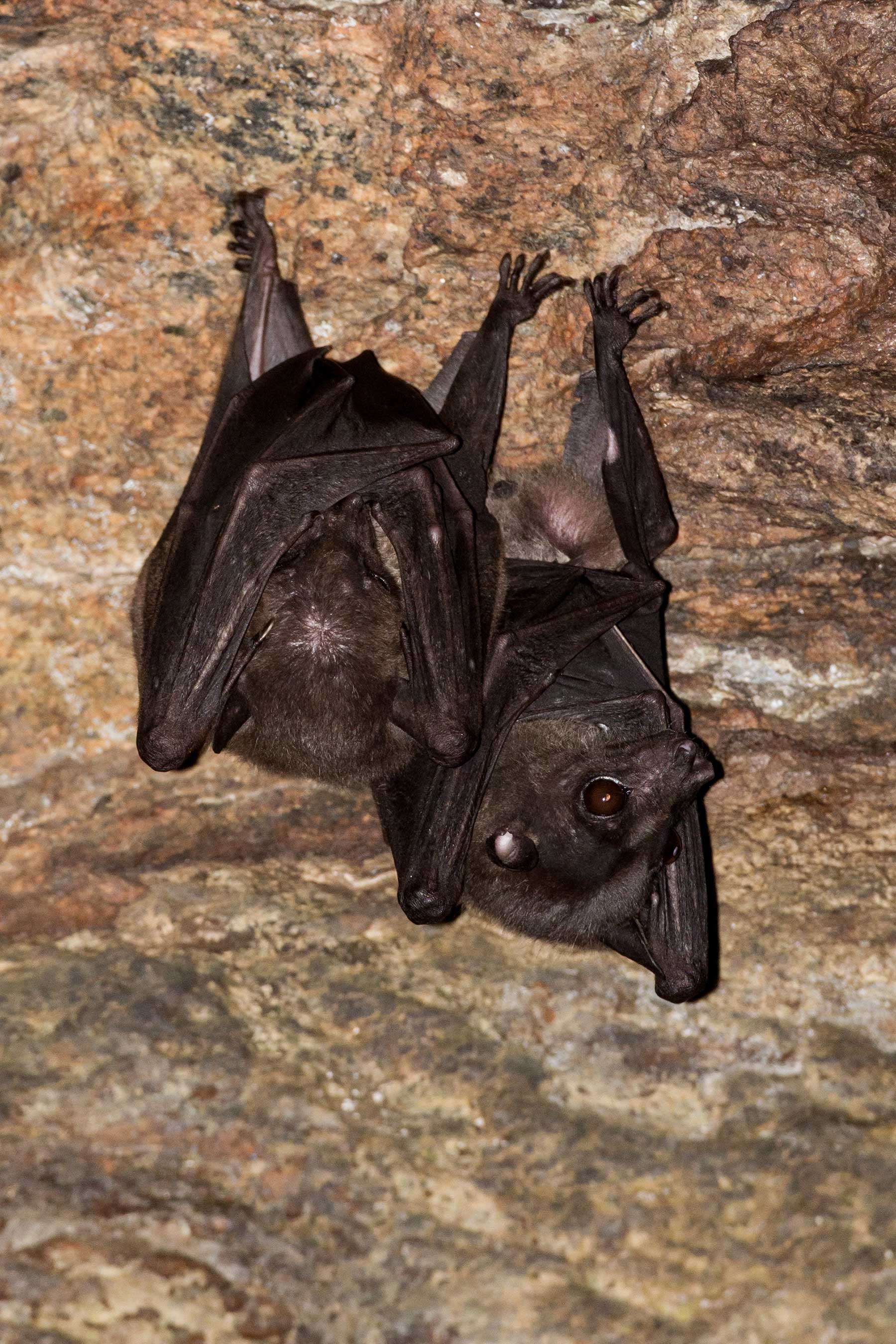Salim Ali's fruit bat