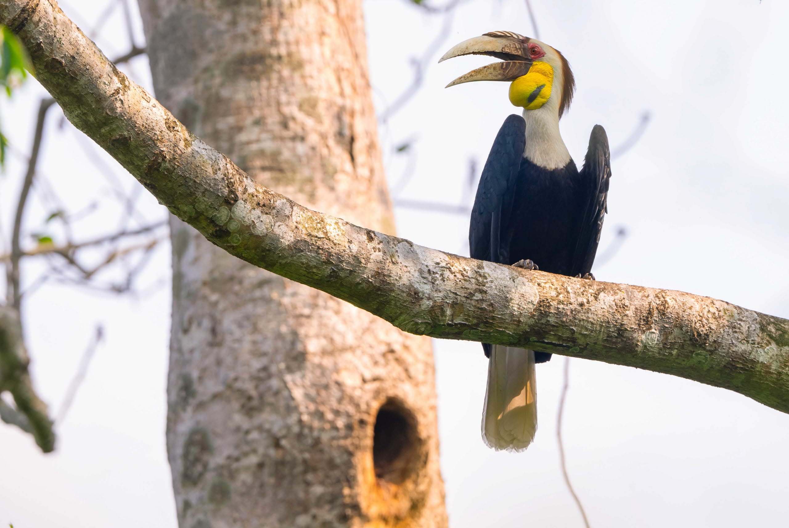 Wreathed hornbill