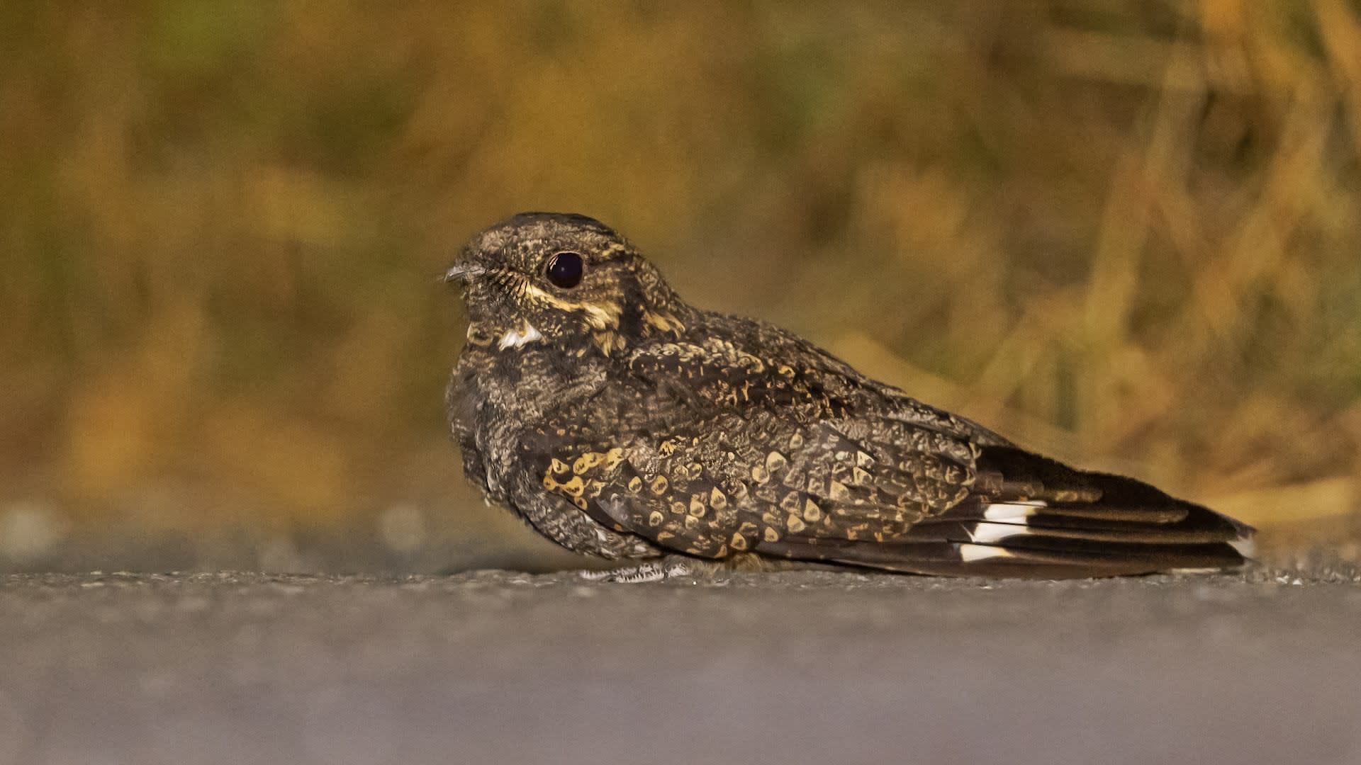 Dancing in the Dark: Nightjars of India