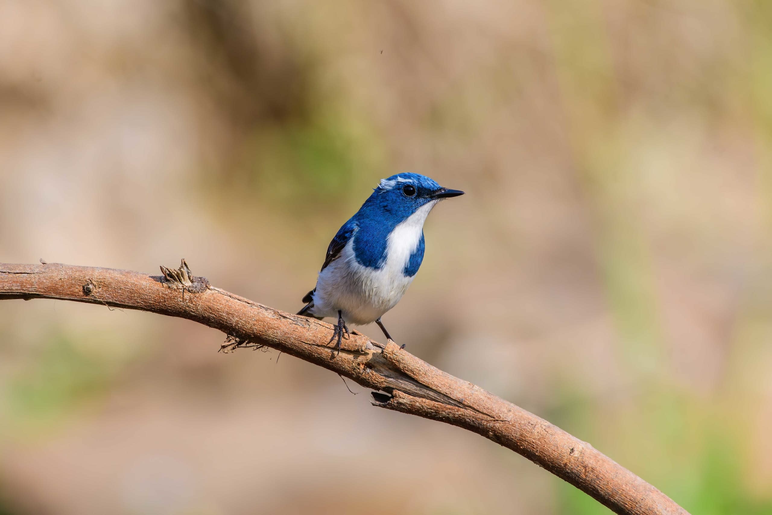 Ultramarine flycatcher
