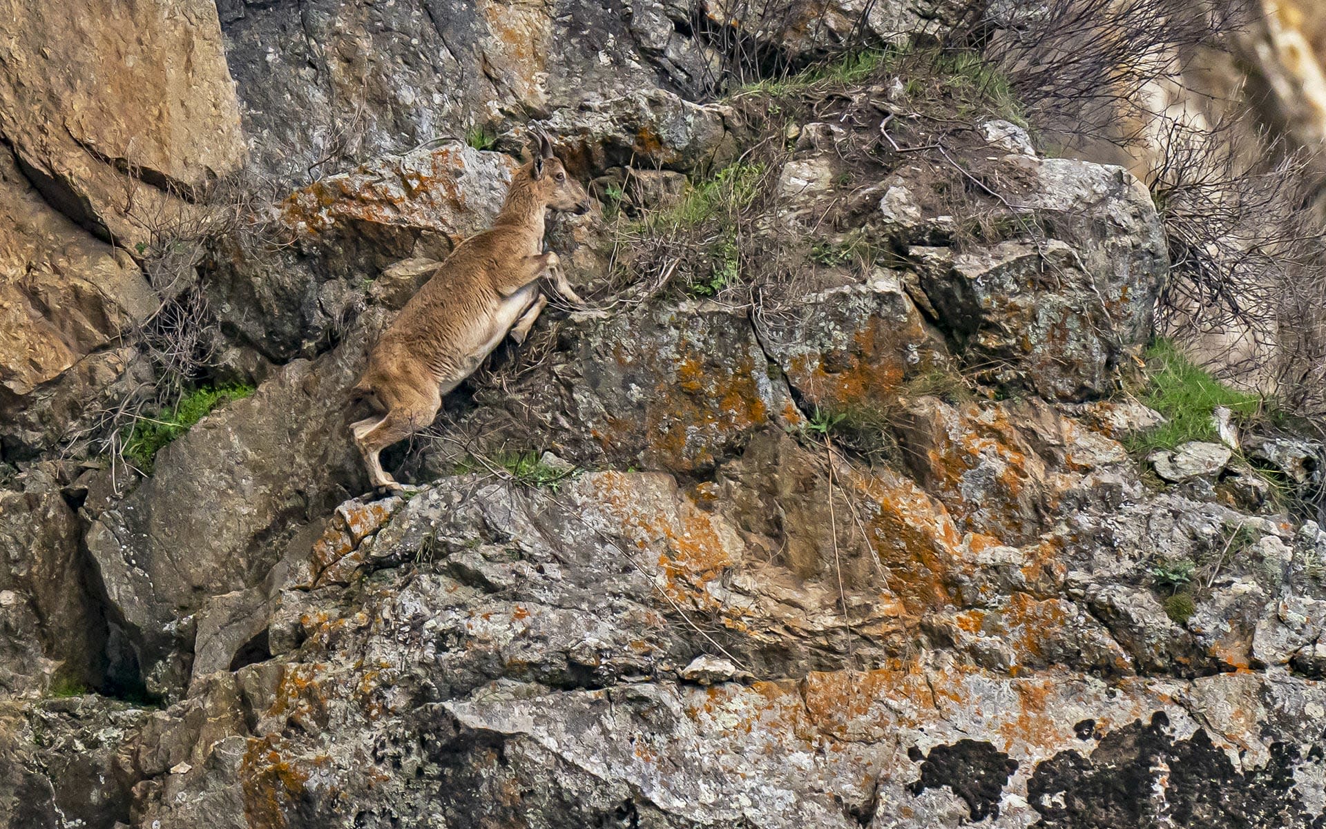 Guardians of the Cliffs: The Kashmir Markhor in Kazinag National Park