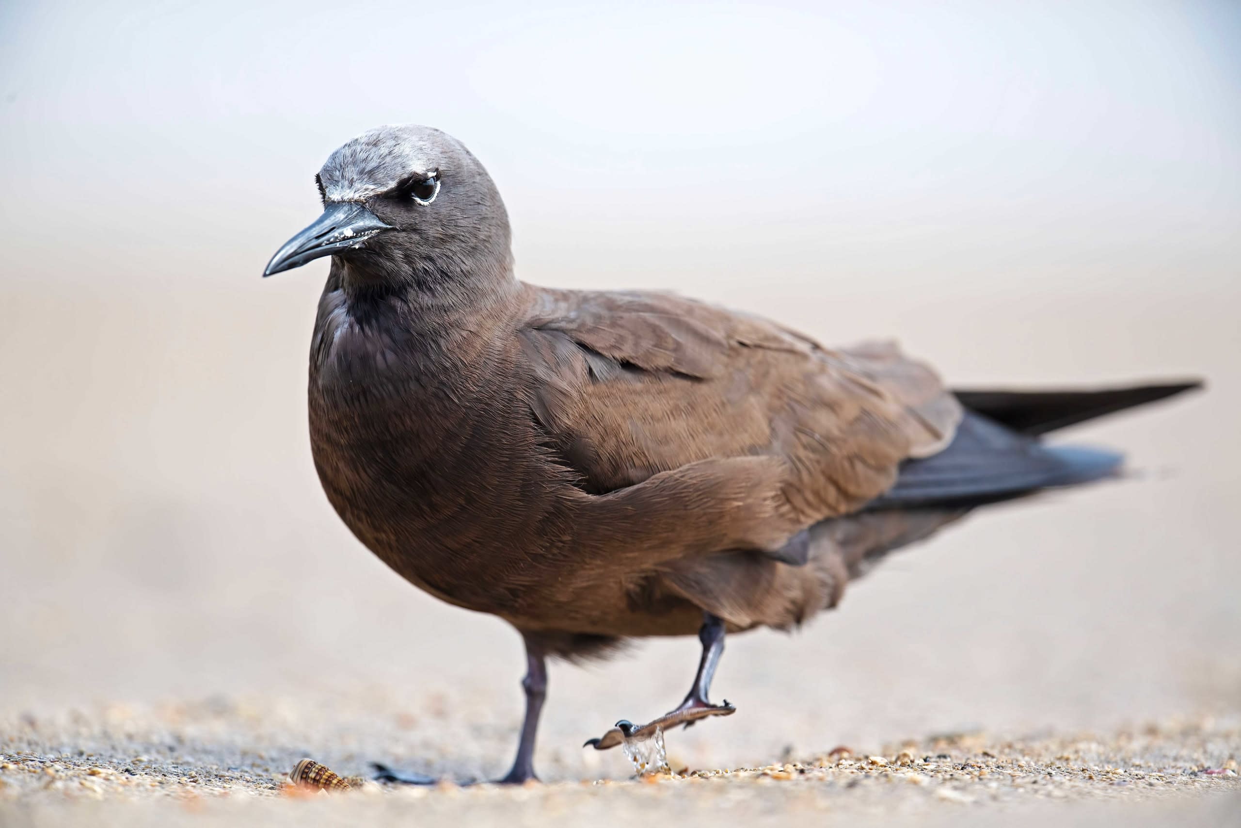 Brown Noddies: Encounter with the Enigmatic