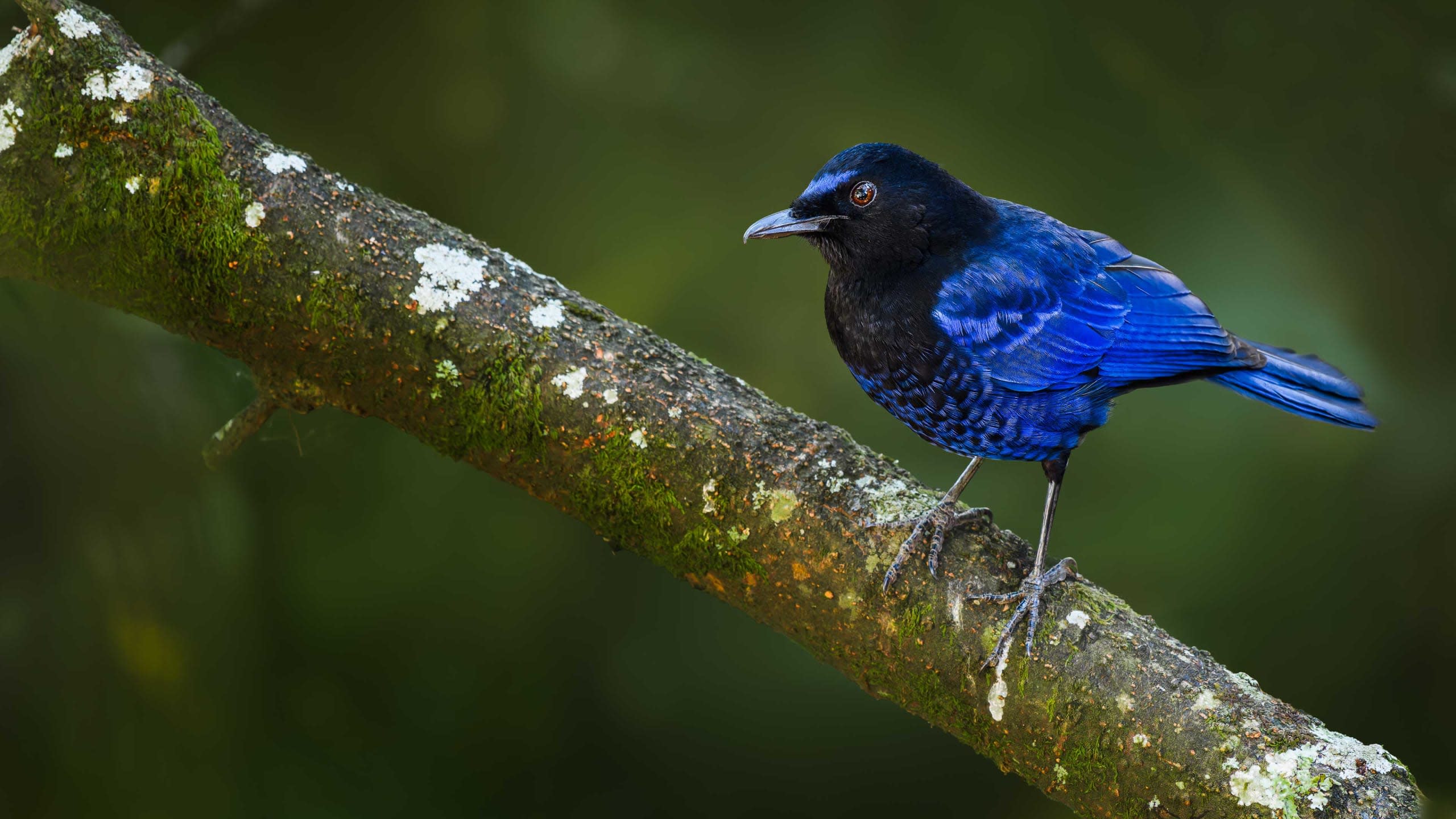Malabar Whistling Thrush: The Lonely Schoolboy