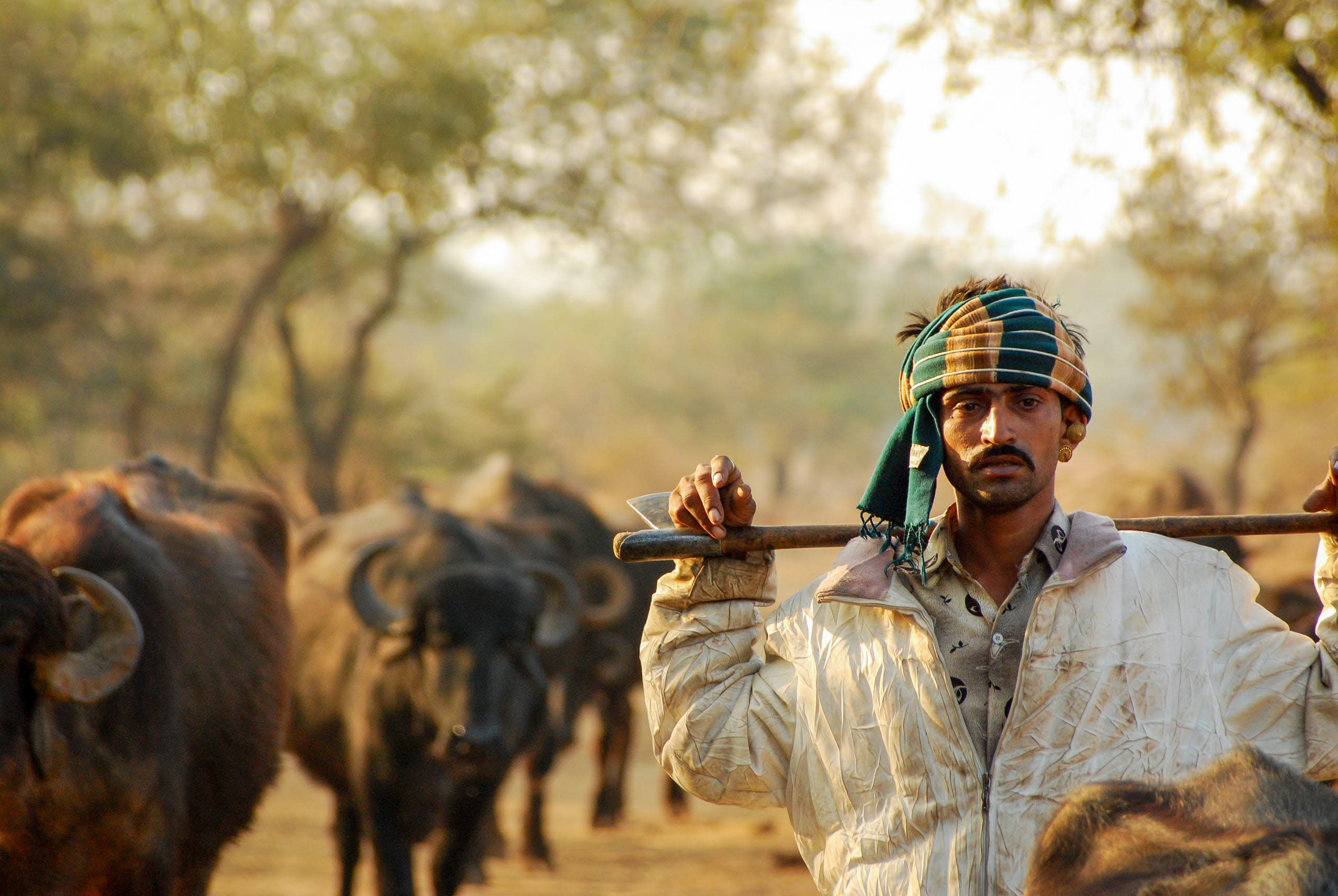 Maldhari- in search of greener pastures