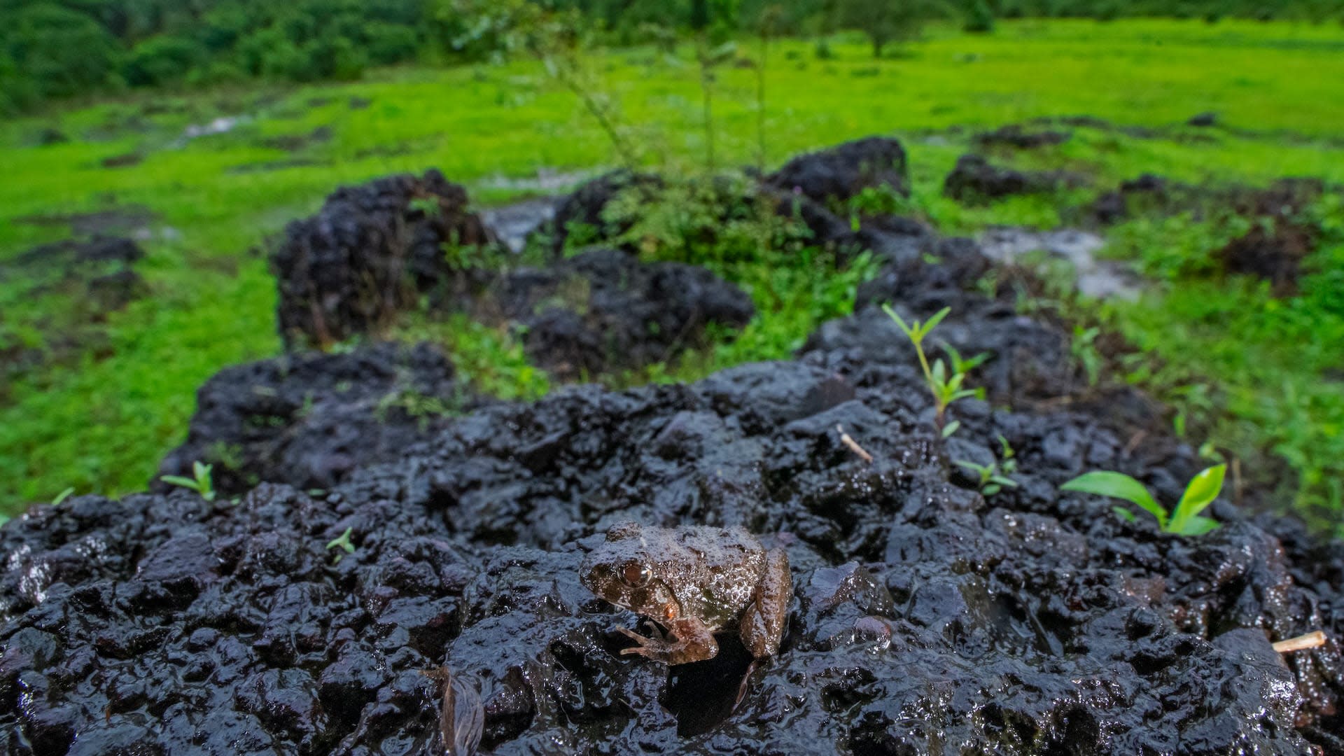 The Rocky Life: Plateaus of the Monsoon