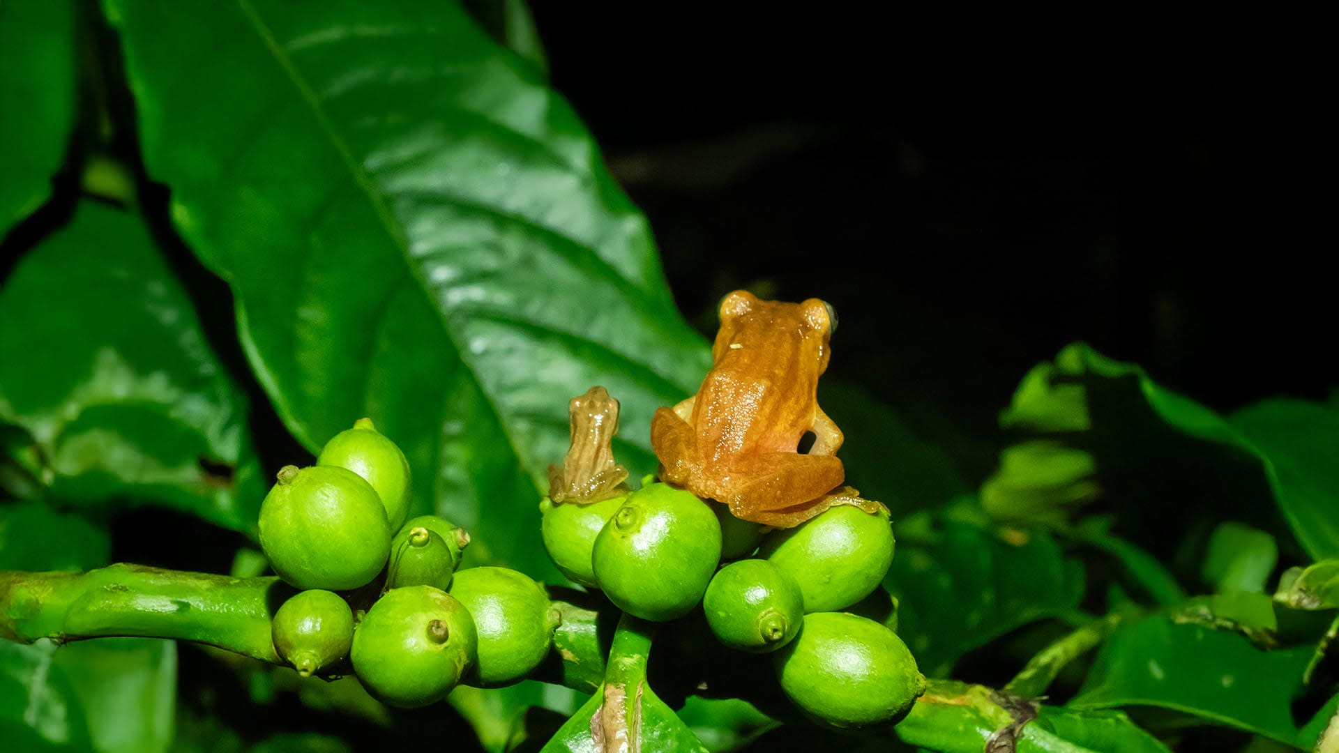 An Unlikely Home: The Secret Lives of Plantations
