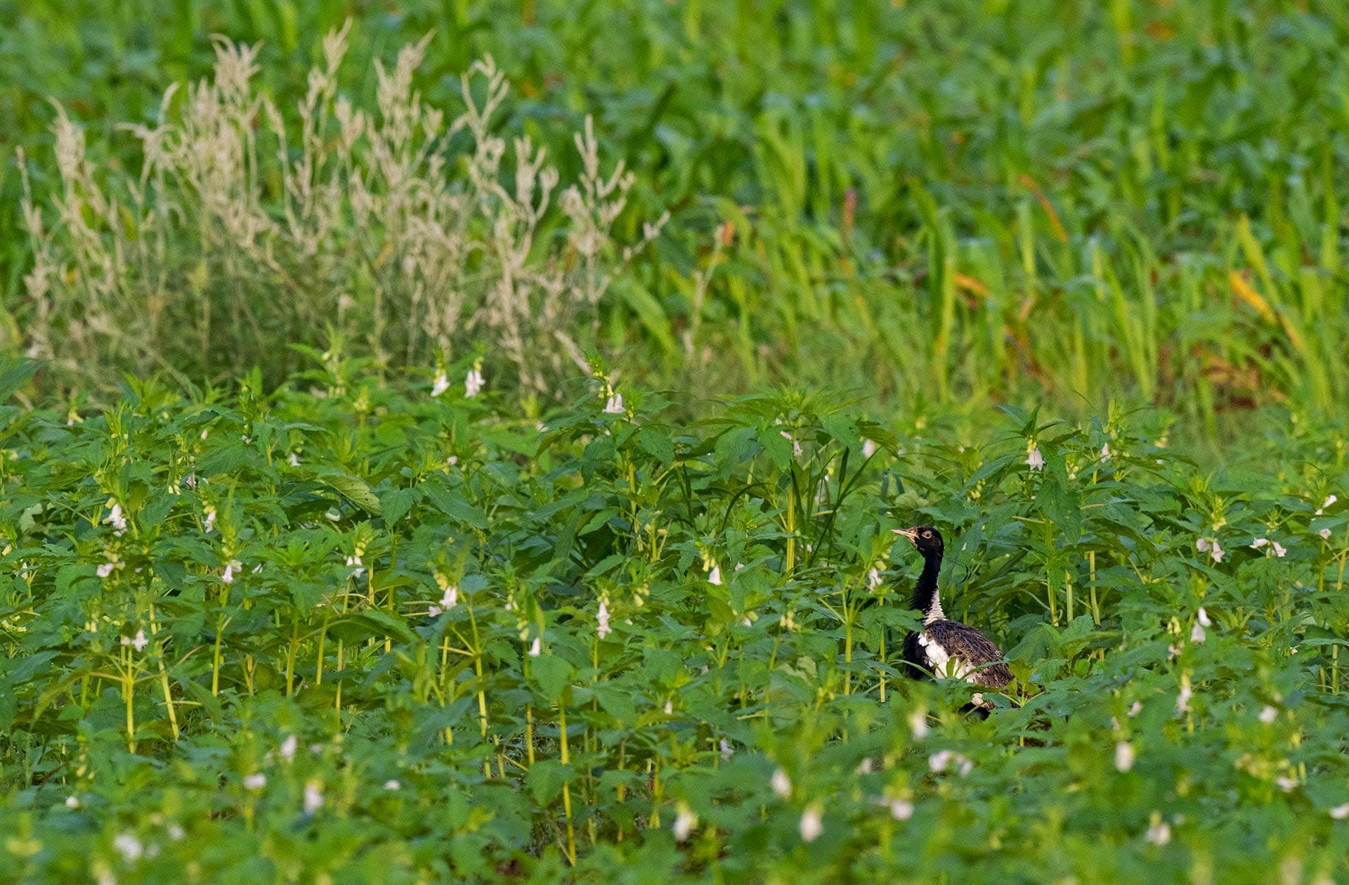 The Vanishing Leaps of the Lesser Florican