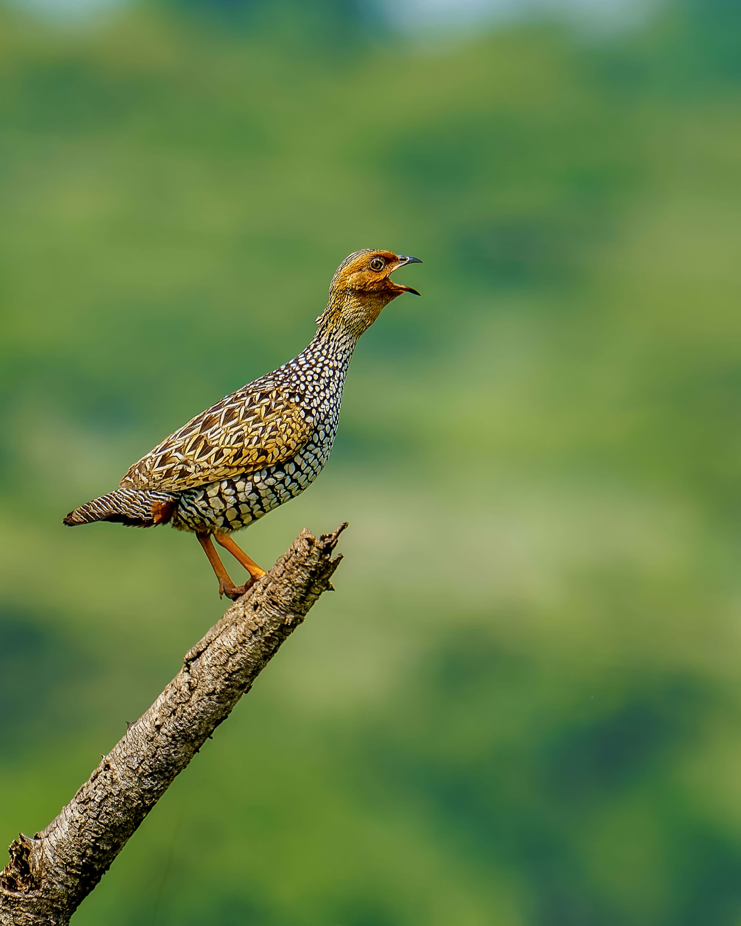 painted francolin