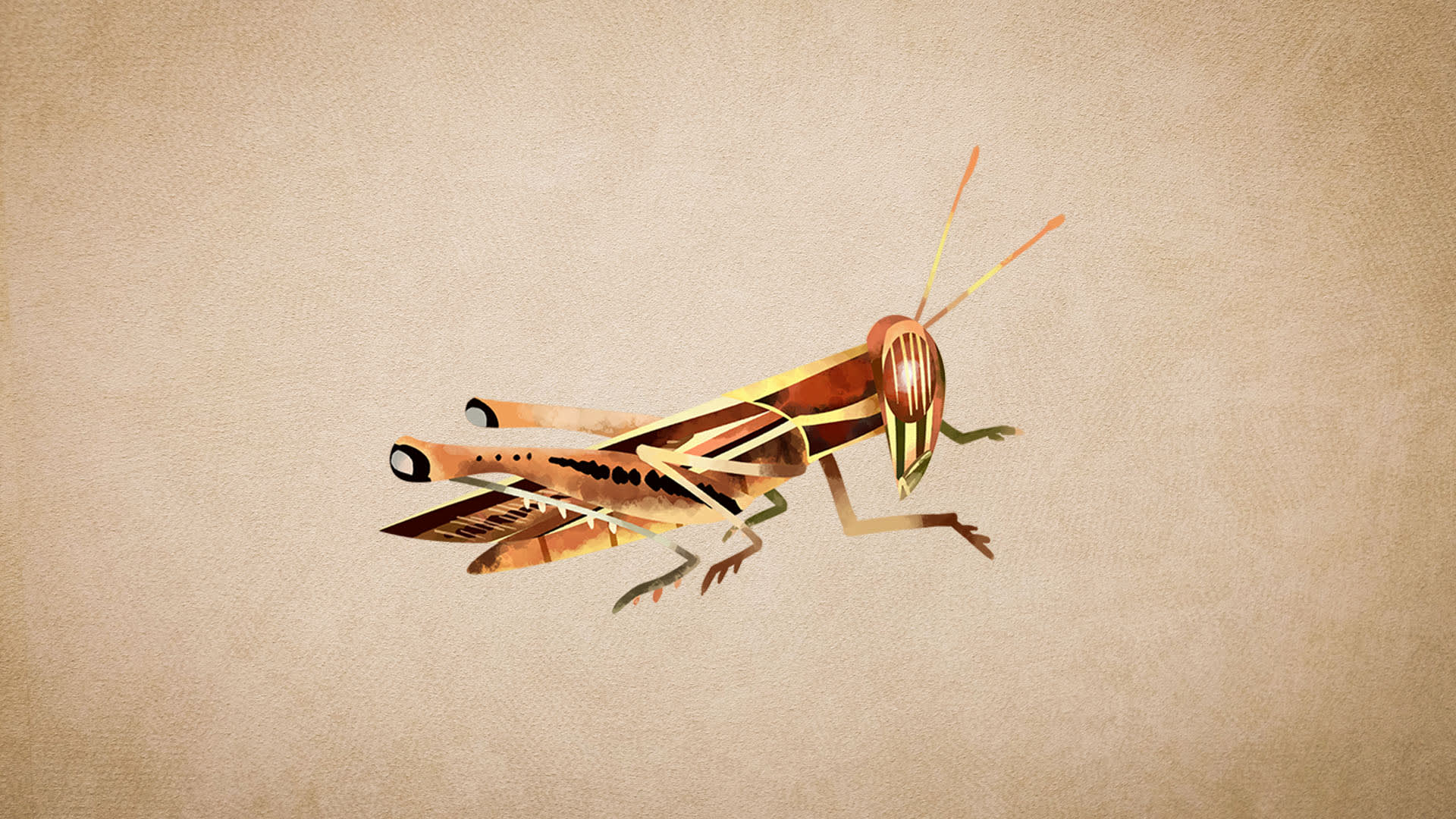 Locusts: Swarm behaviour, Habitat and Diet