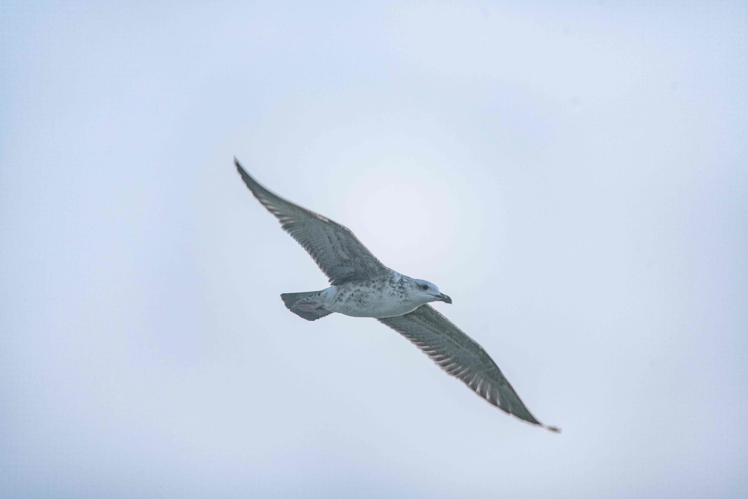Our Great Lesser Black-Backed Gull Adventure!