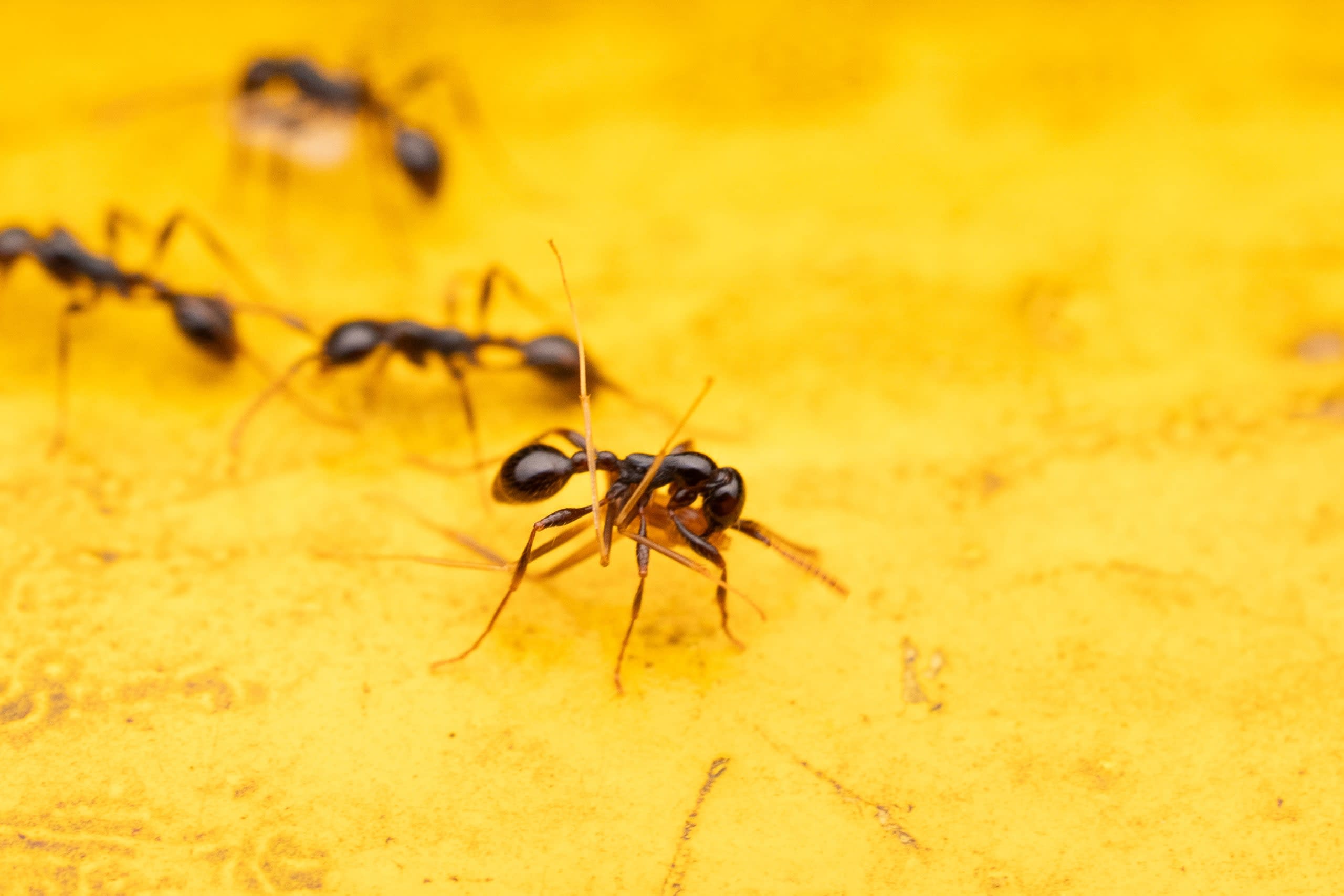Old World Army Ants: Ruthless Marauders of the Ant Kingdom