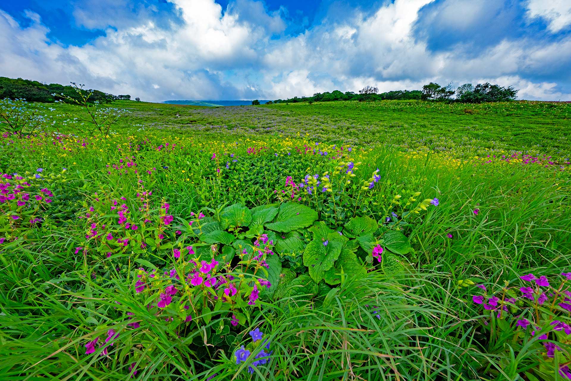 The Guide: Kaas Plateau of Maharashtra