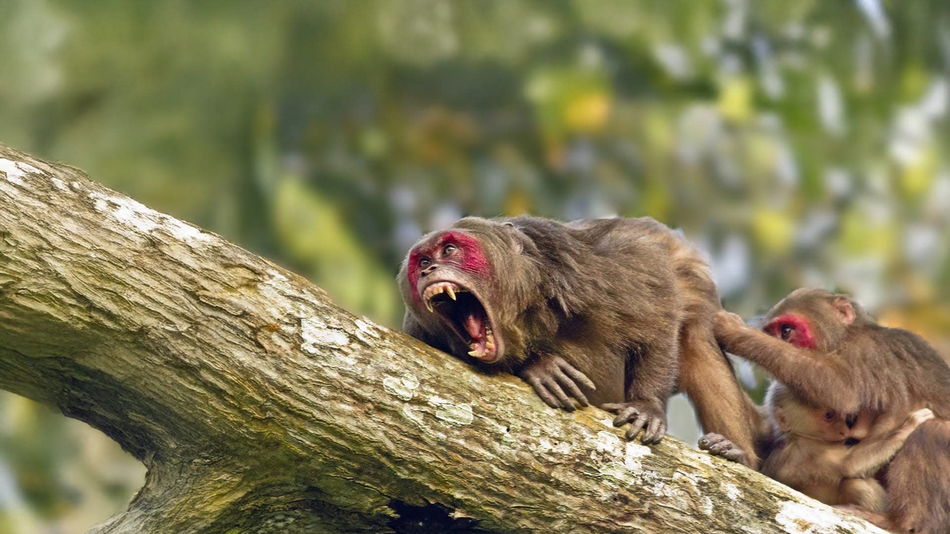 Stump-tailed Macaques: The Forest Walkers of Hollongapar