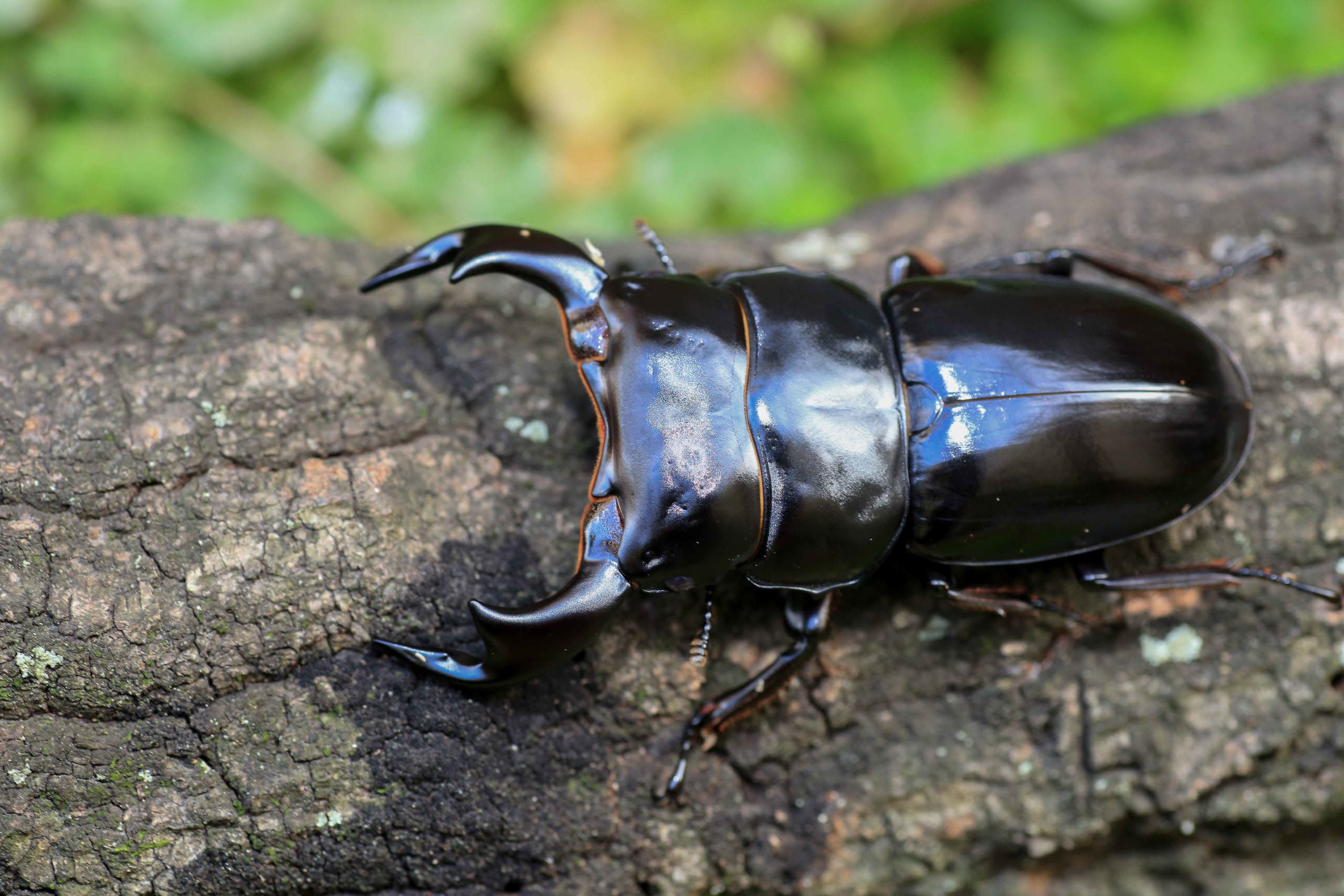Stag Beetles: Knights of Moist Tropical Forests