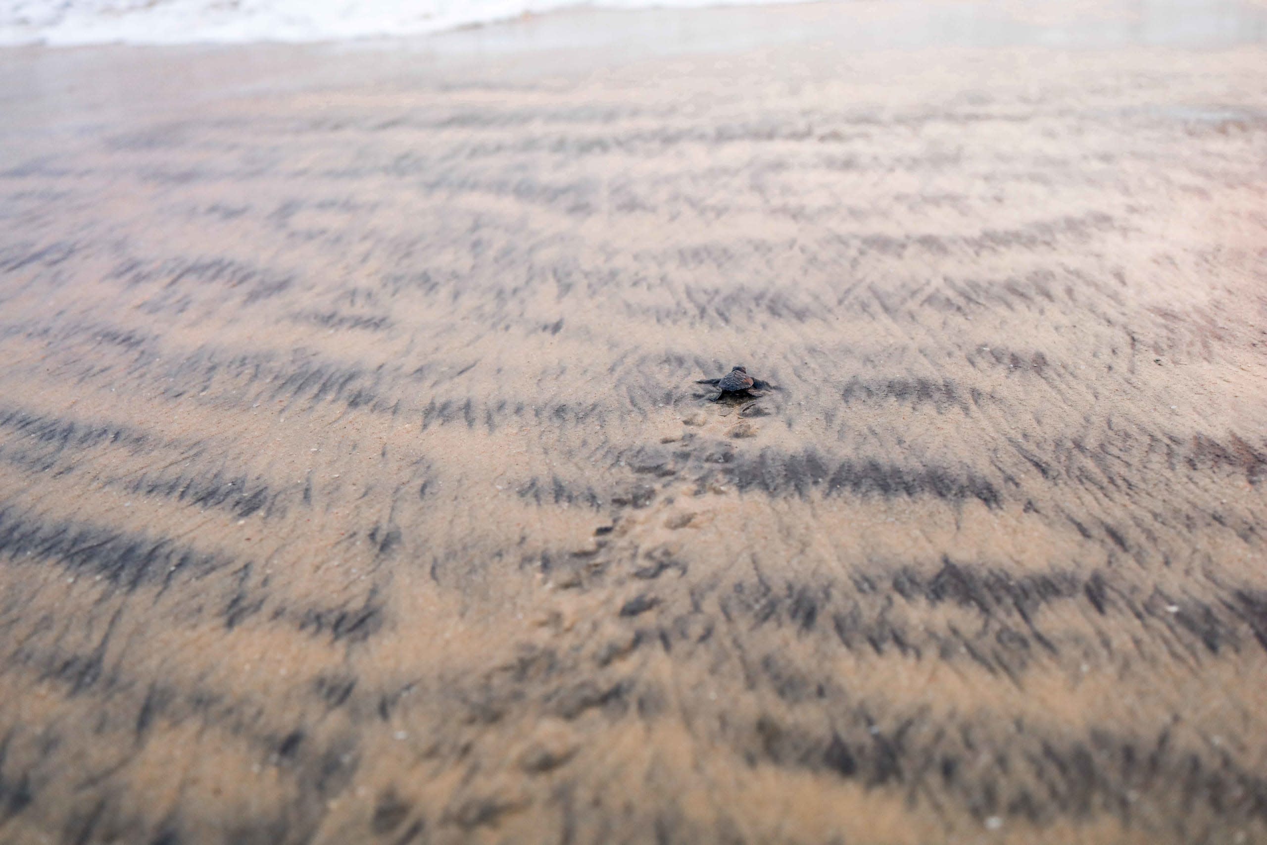 Safeguarding Olive Ridleys on the South Kerala Coast