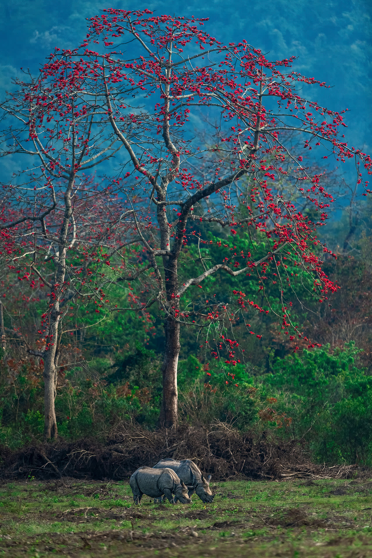 woody encroachment manas grassland rhino