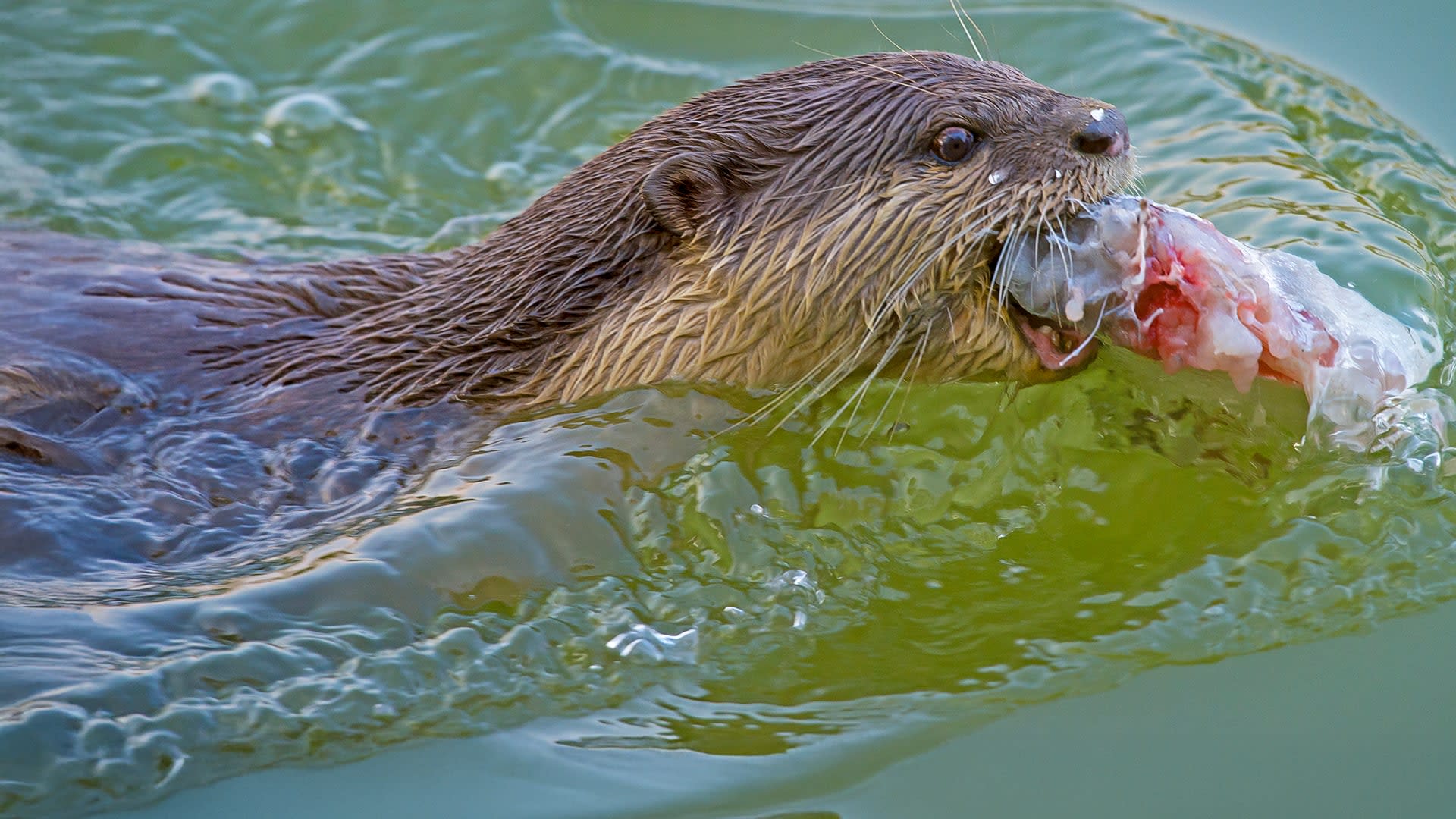 Vanishing Whiskers: Guardians of the Waters