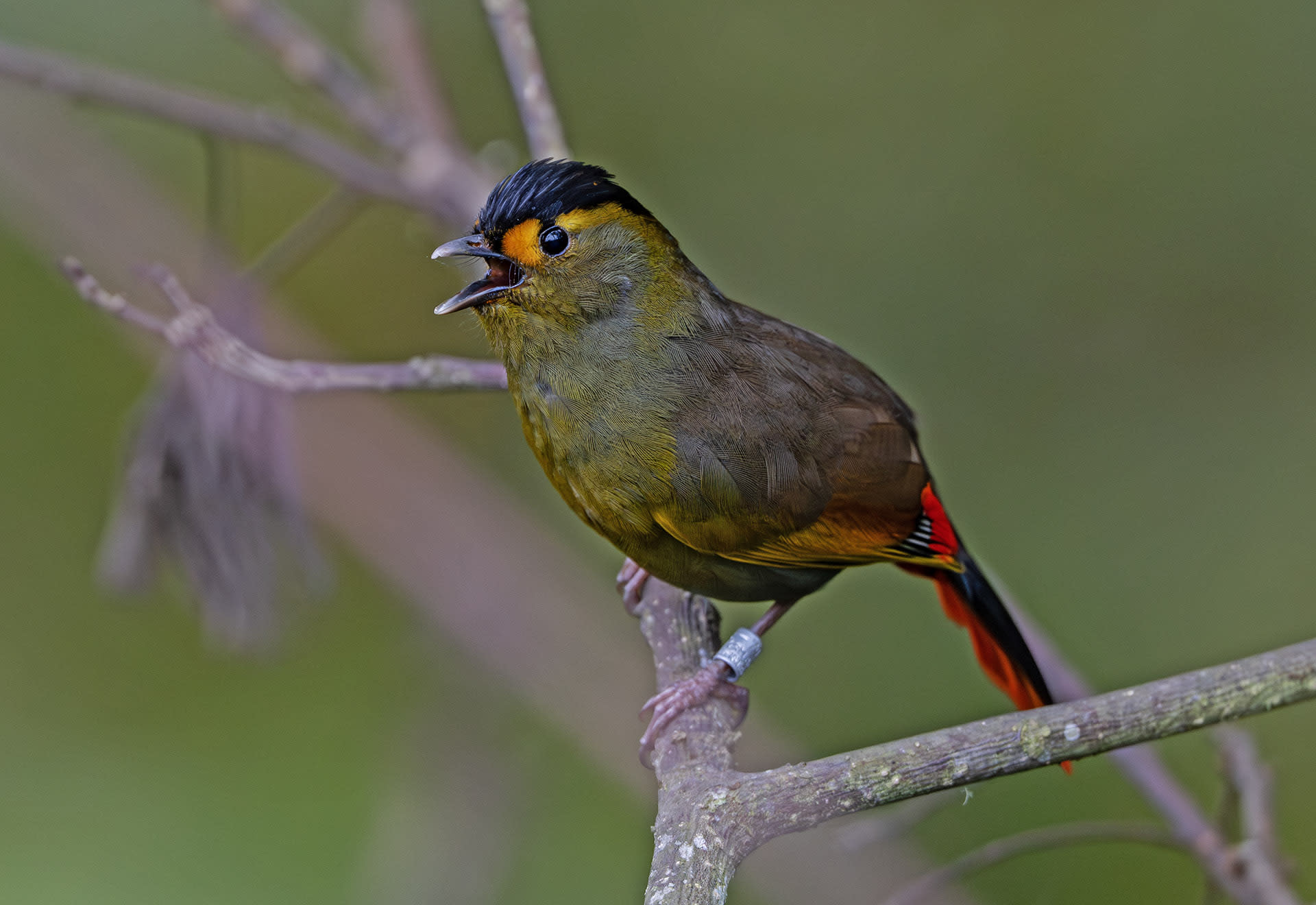 How a Bird’s Discovery Led to a Conservation Success Story