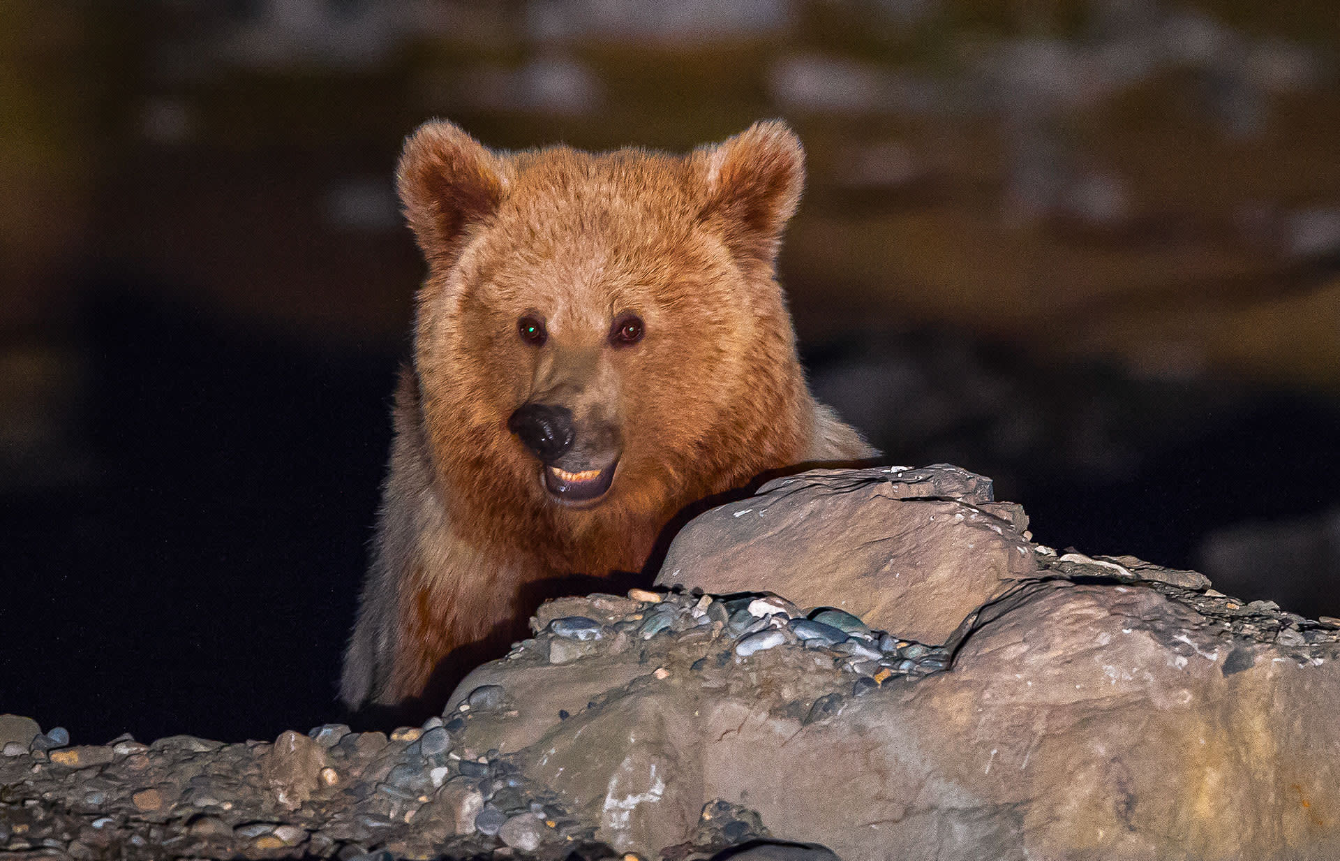 Bearly Banter: Bear Stories from the Upper Himalayas